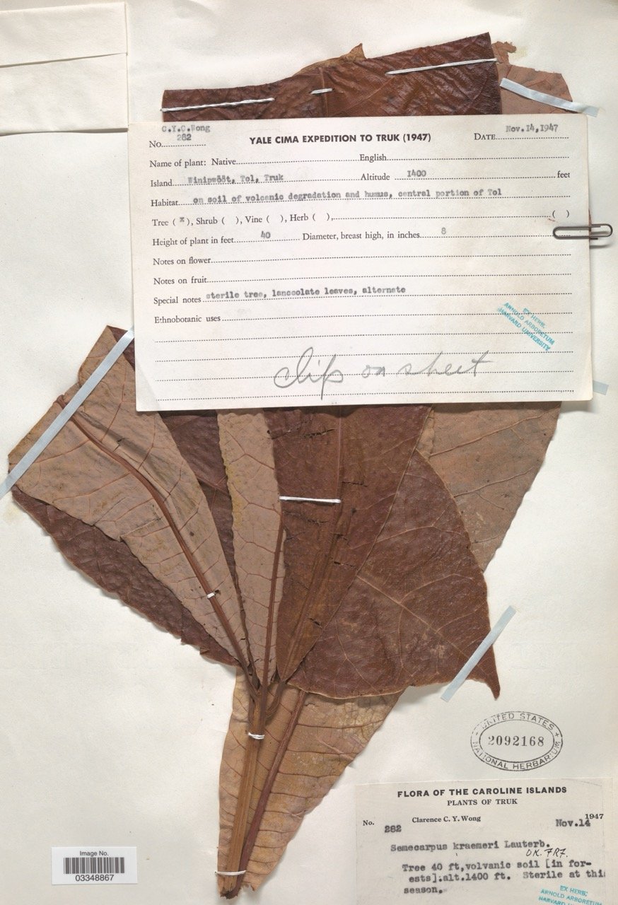 Botanical pressed leaves and a plant collection label from the Yale Cima Expedition to Truk in 1947.