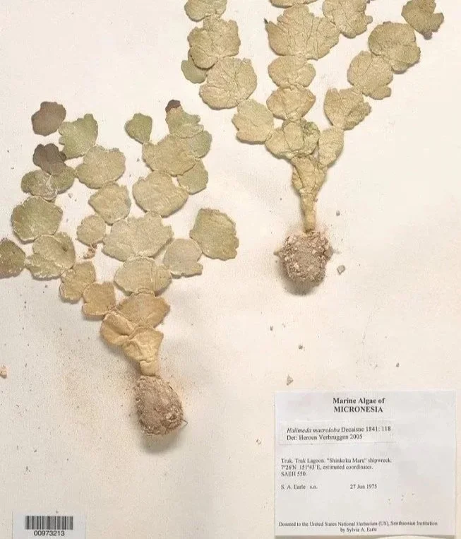 Two specimens of marine algae from Micronesia, with one showing a round base and a branching, leafy structure, and the other a small cluster of similar algae with a round base.