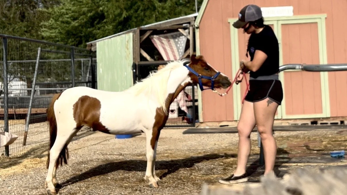 A woman in shorts and a helmet holding a small horse by the bridle in a paddock.