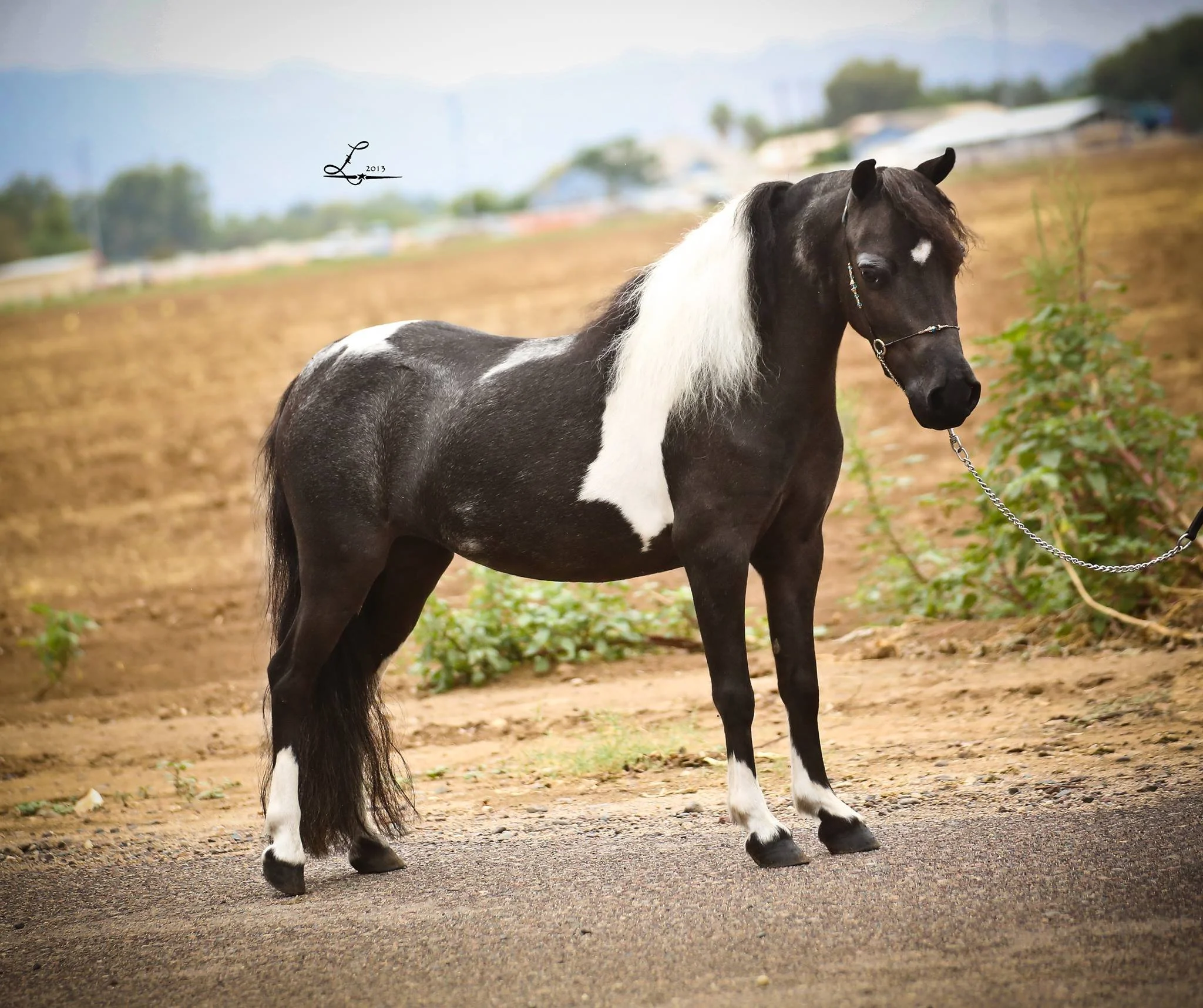 A black and white horse standing on a dirt path in an open field with a blurred background of trees and buildings.