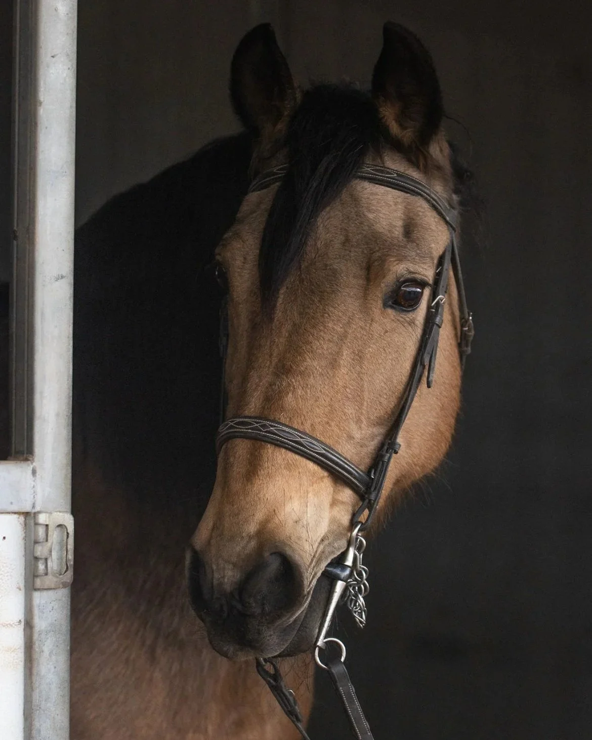Close-up of a brown horse with black mane and ears, wearing a bridle, standing inside a dark stable.