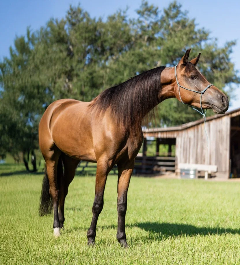 A brown horse with a dark mane standing on green grass in front of a wooden barn, under a blue sky.