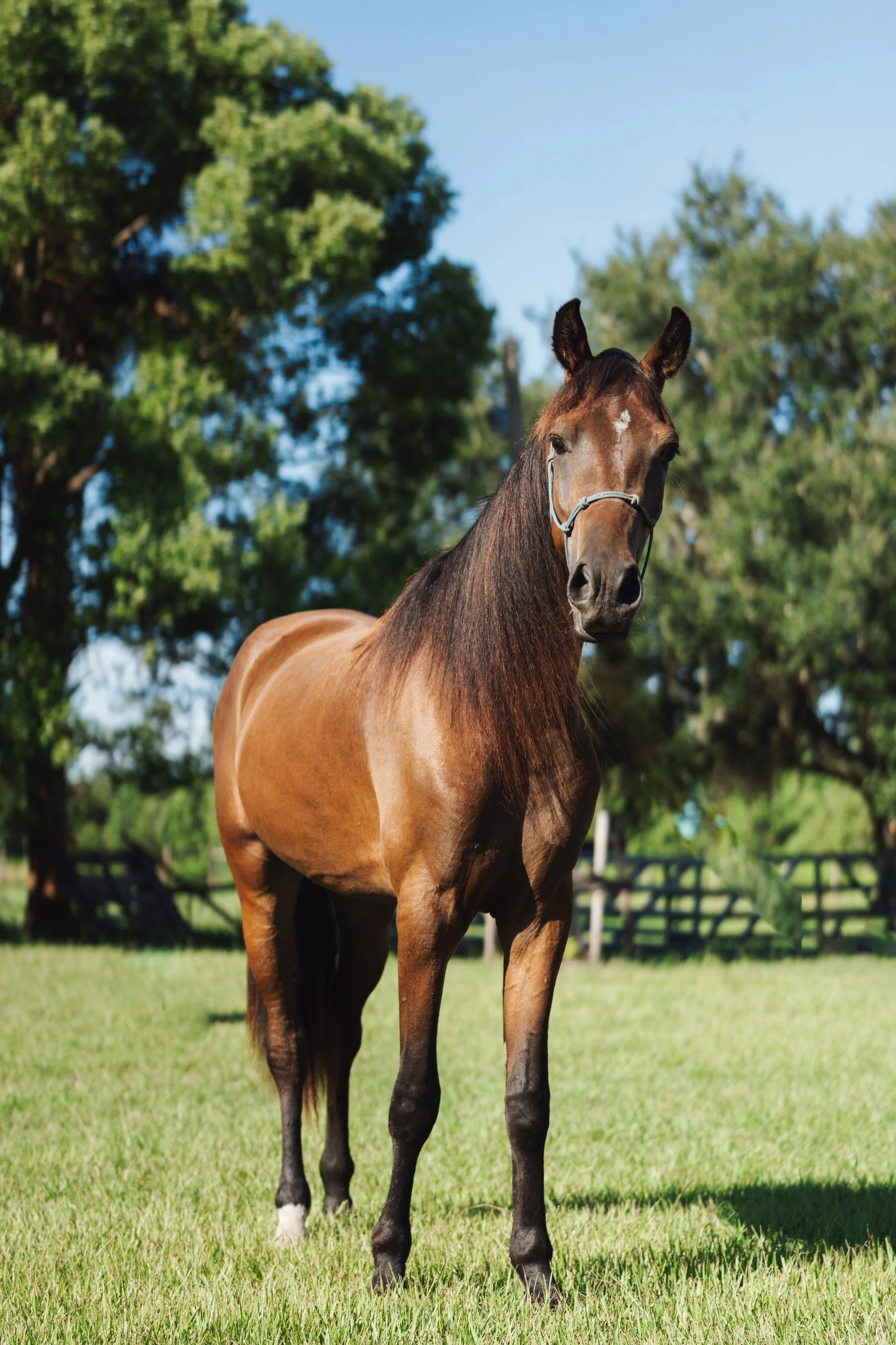 A brown horse standing on green grass with trees and a blue sky in the background.