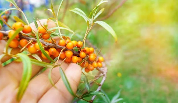 buckthorn 2.jpg