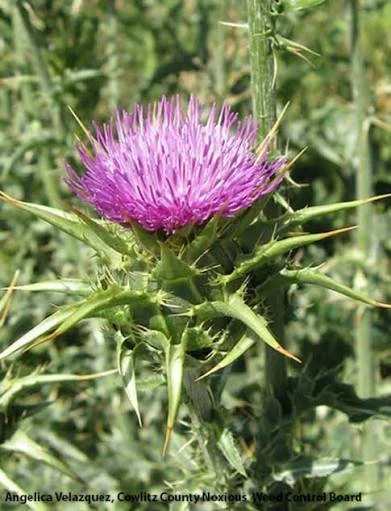 milk thistle.jpg
