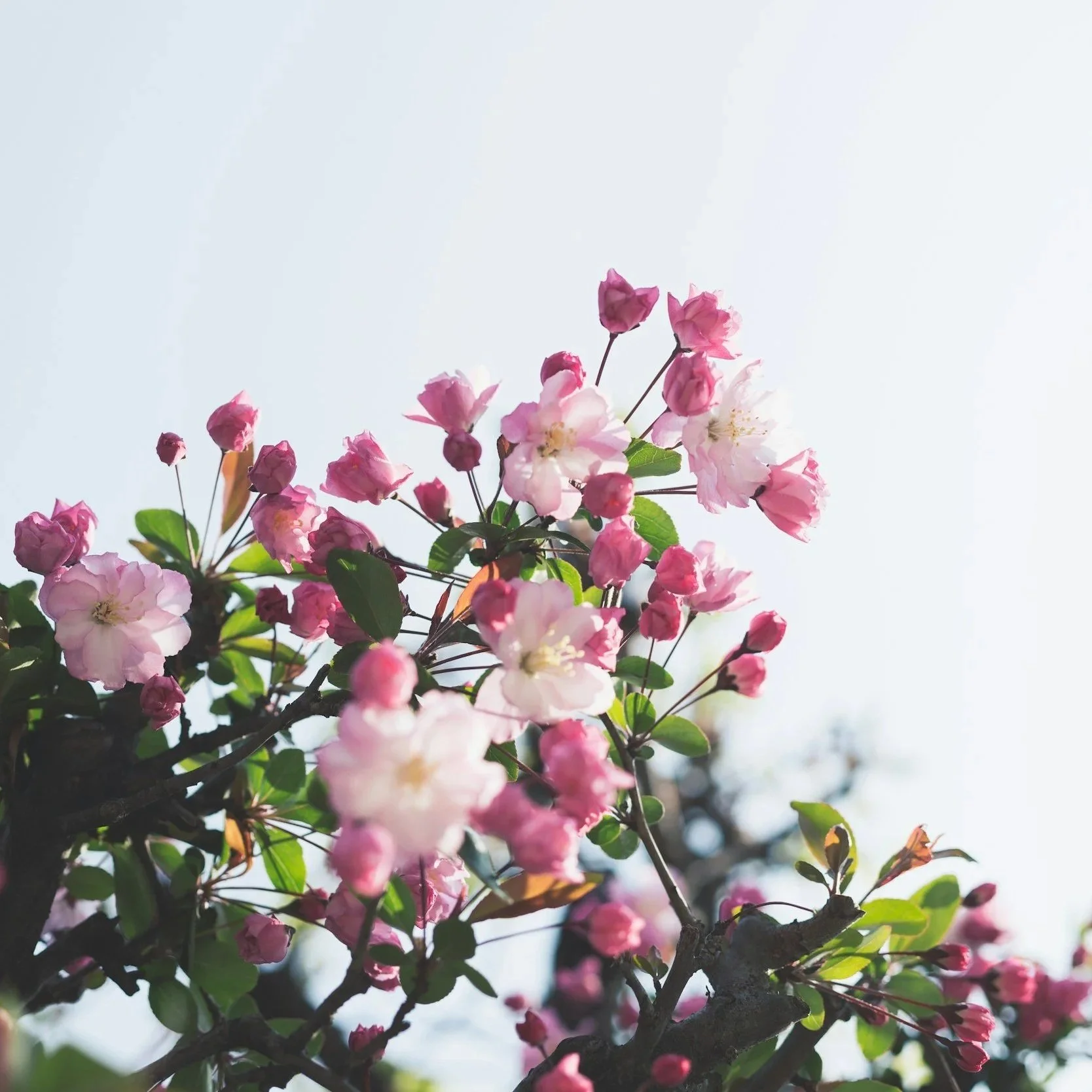 Pink and white blooming cherry blossoms on a tree branch against a clear sky.