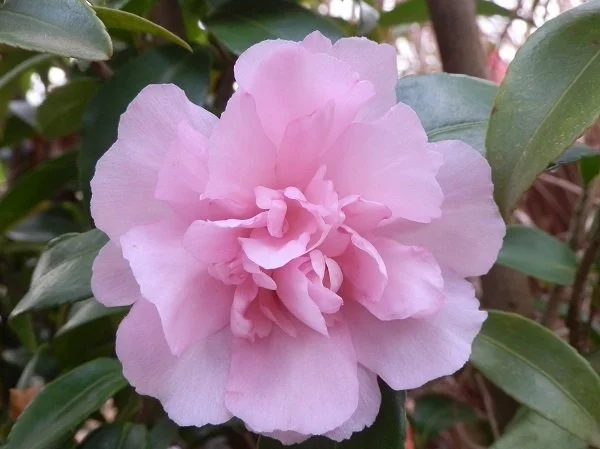 A pink, ruffled flower with multiple petals, surrounded by green leaves.