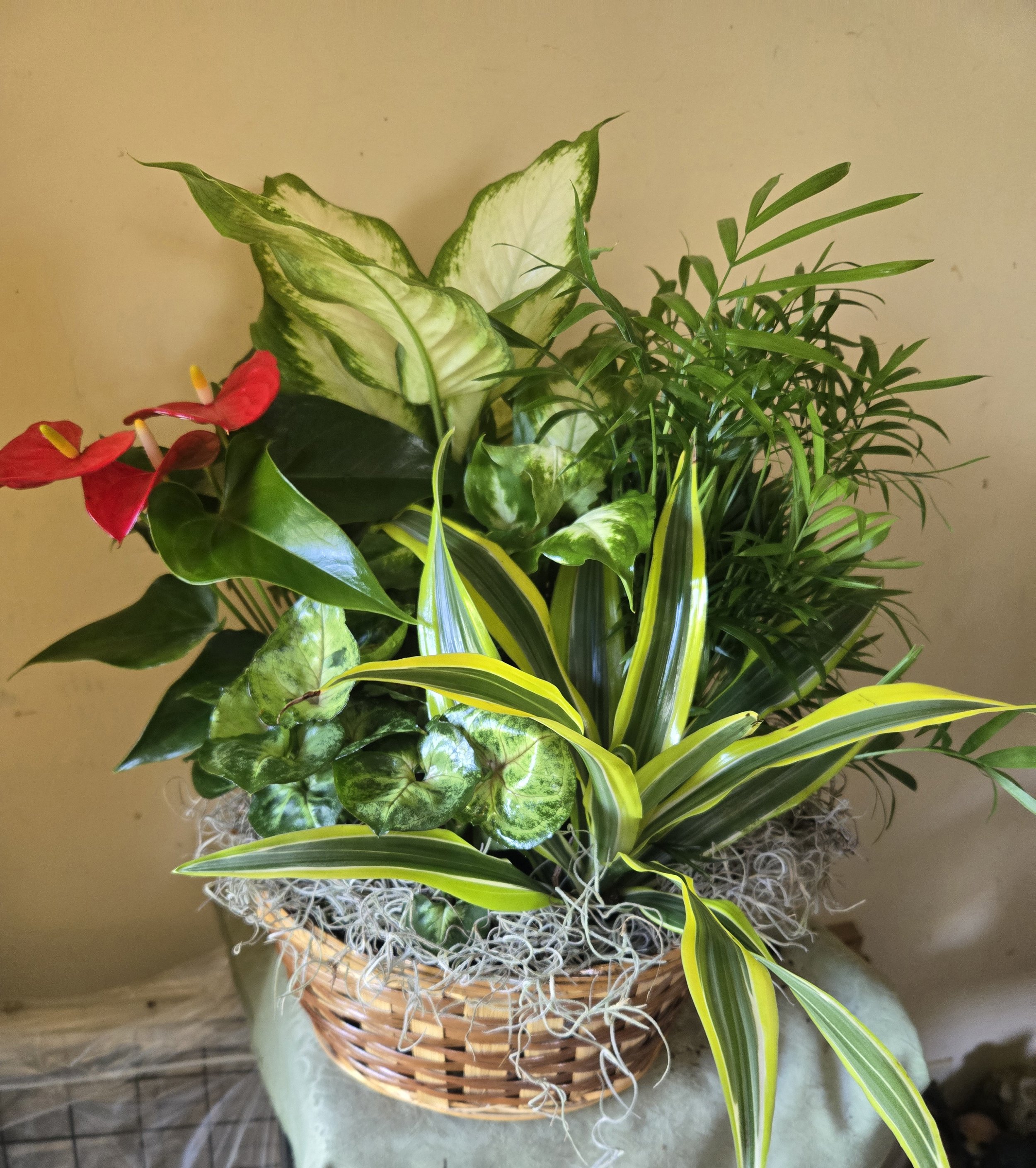 Deluxe Mixed Plant Basket