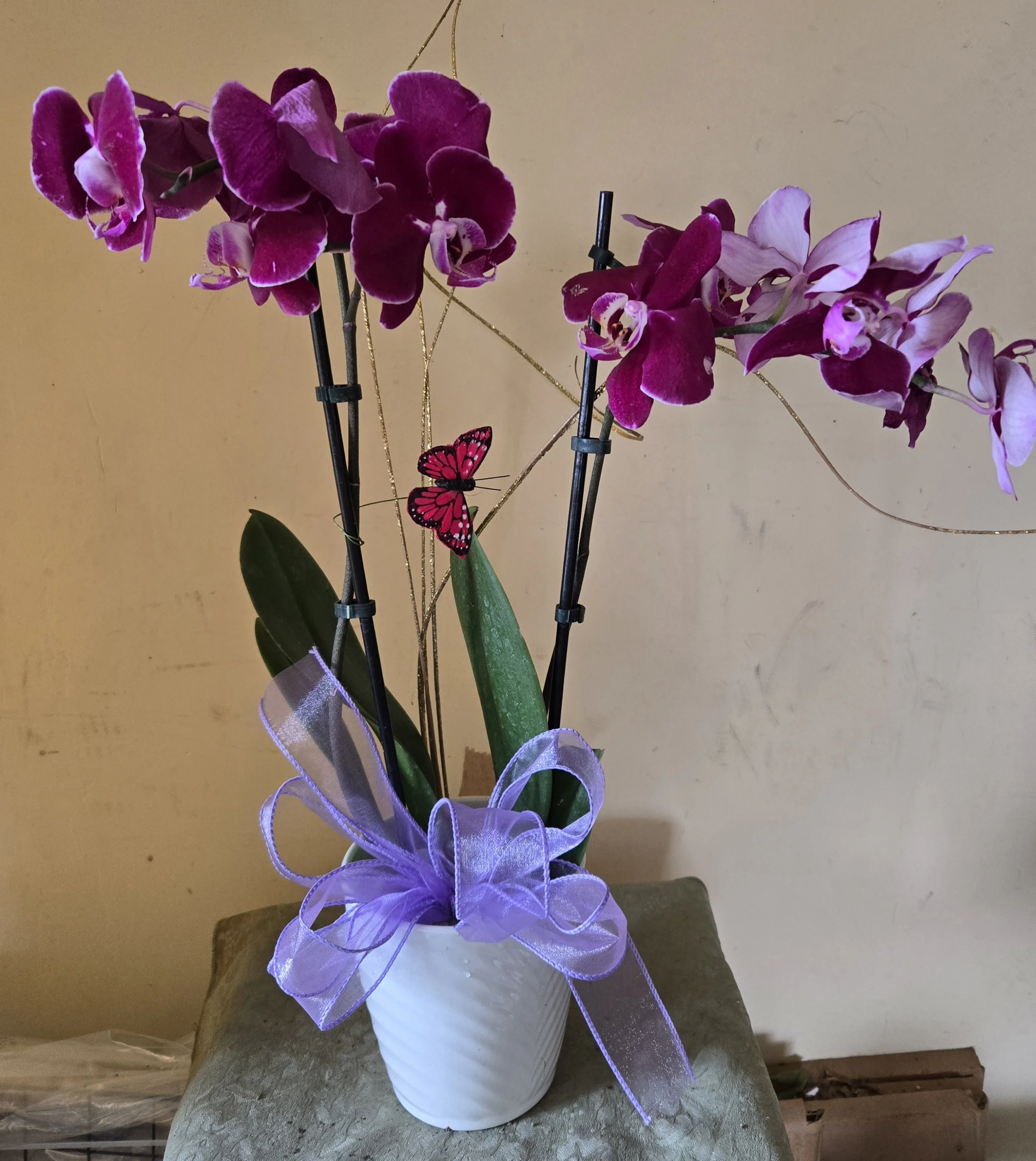 Beautiful Blooming Orchid Plant