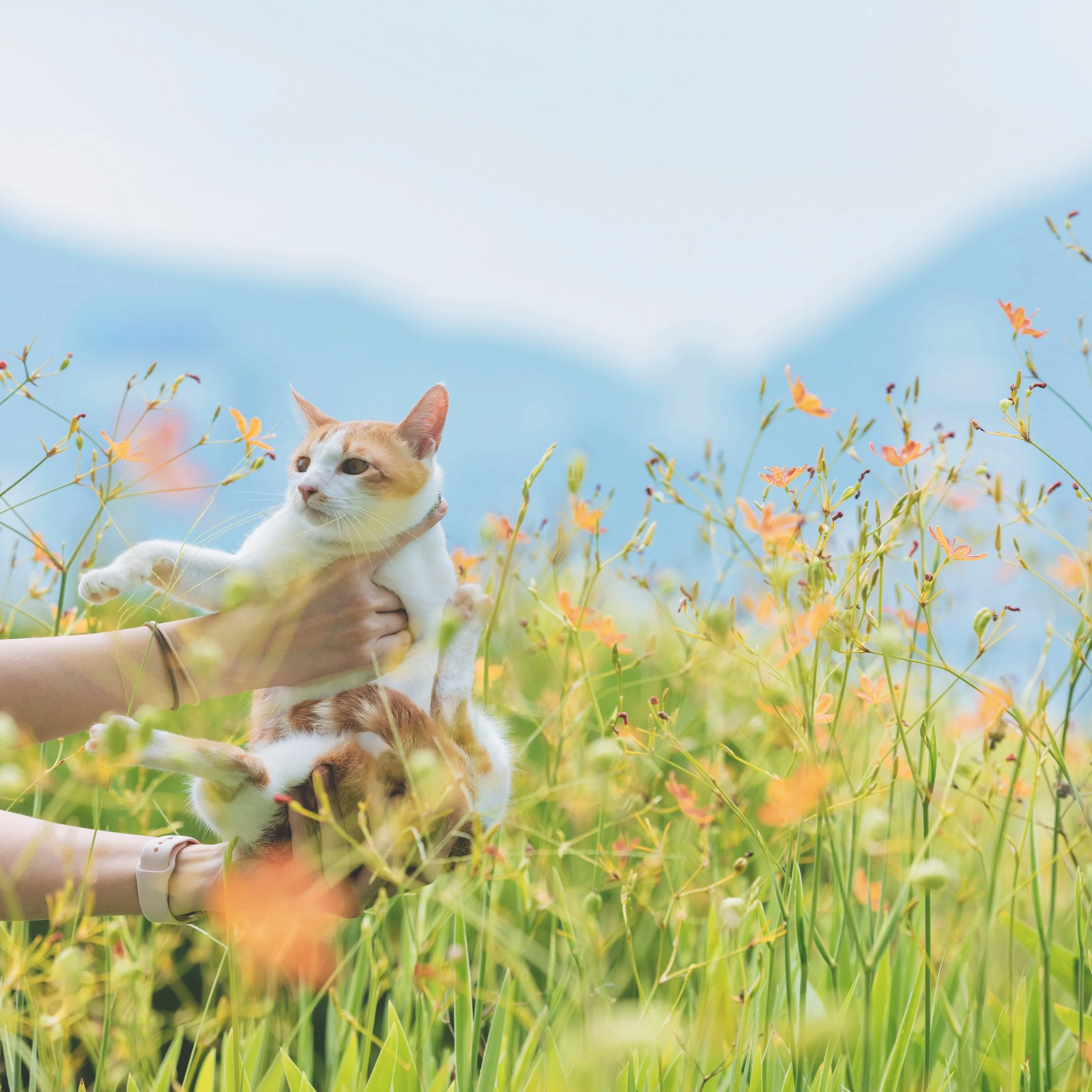 Orange cat in a field of orange flowers