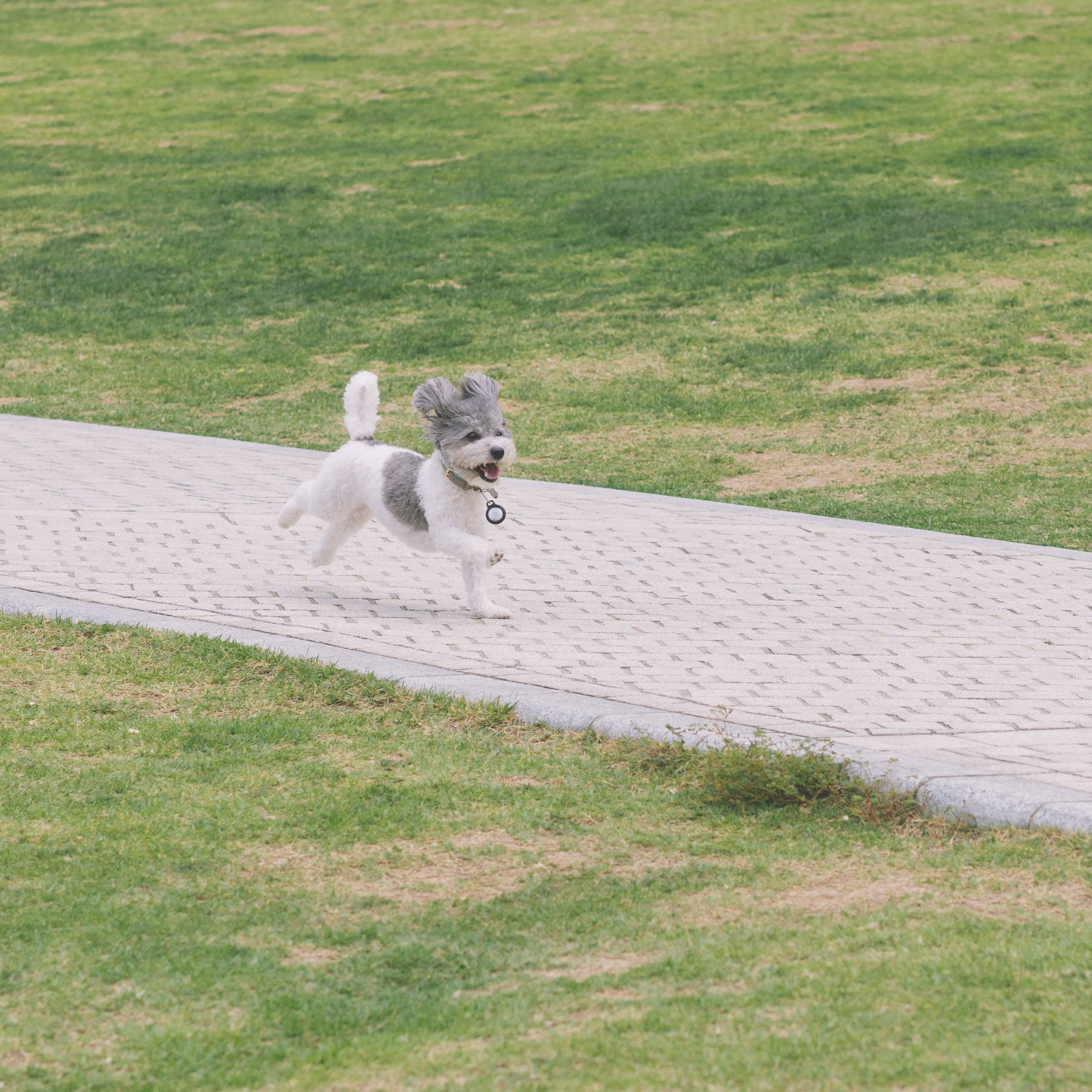 A happy parti poodle running on a paved pathway in a park