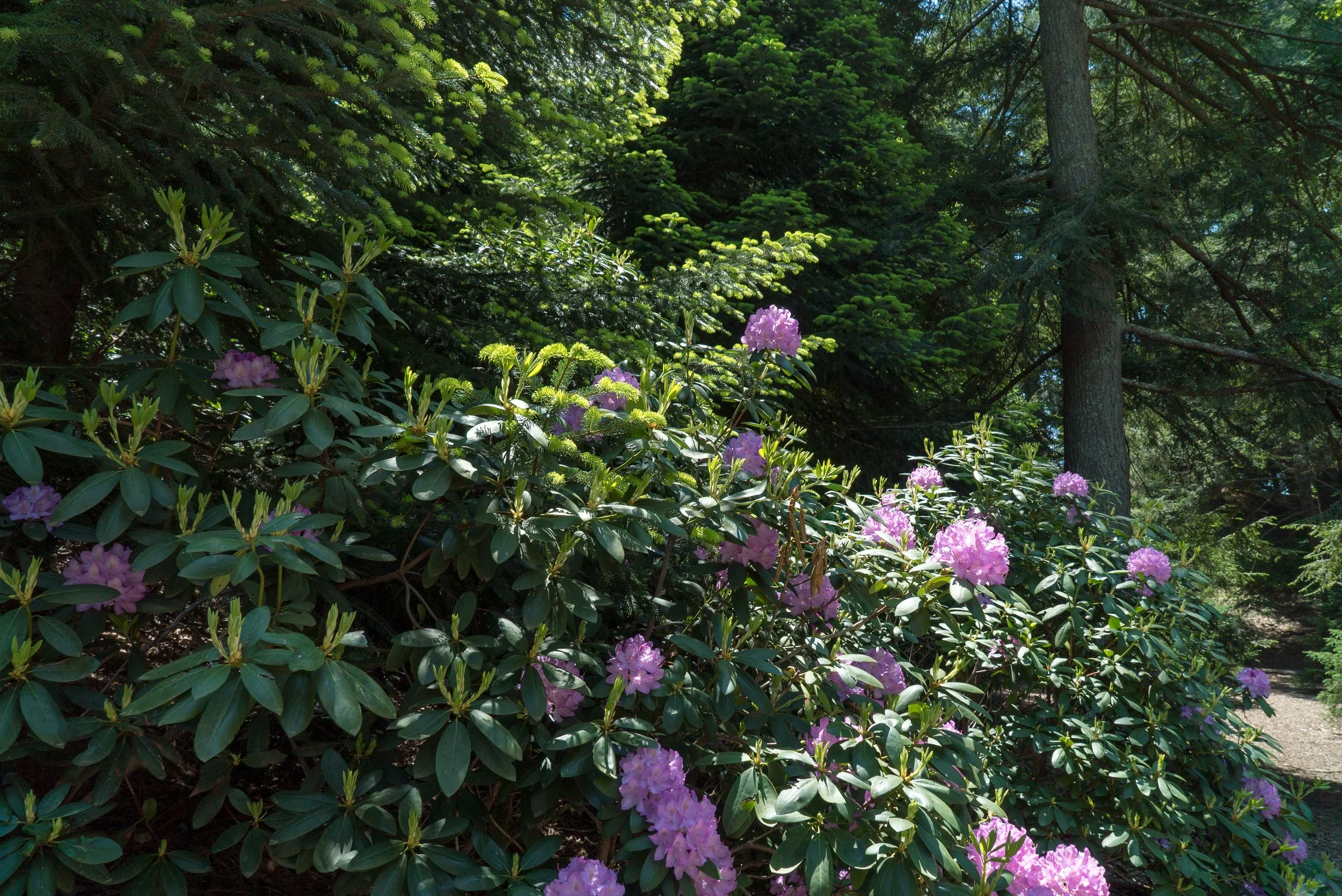 DSC04575.jpg
