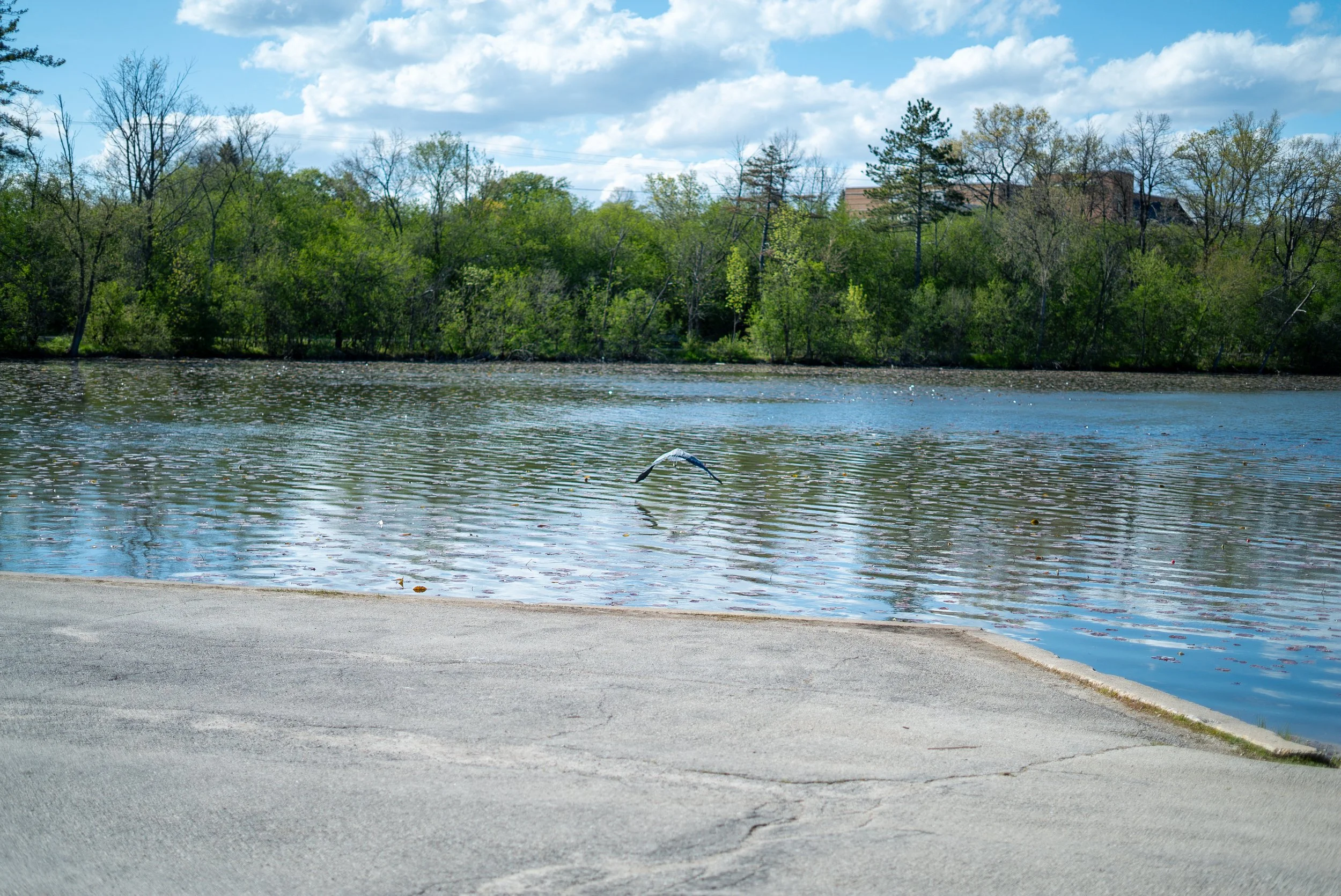 A river with a sandy shore, surrounded by green trees under a blue sky with white clouds.