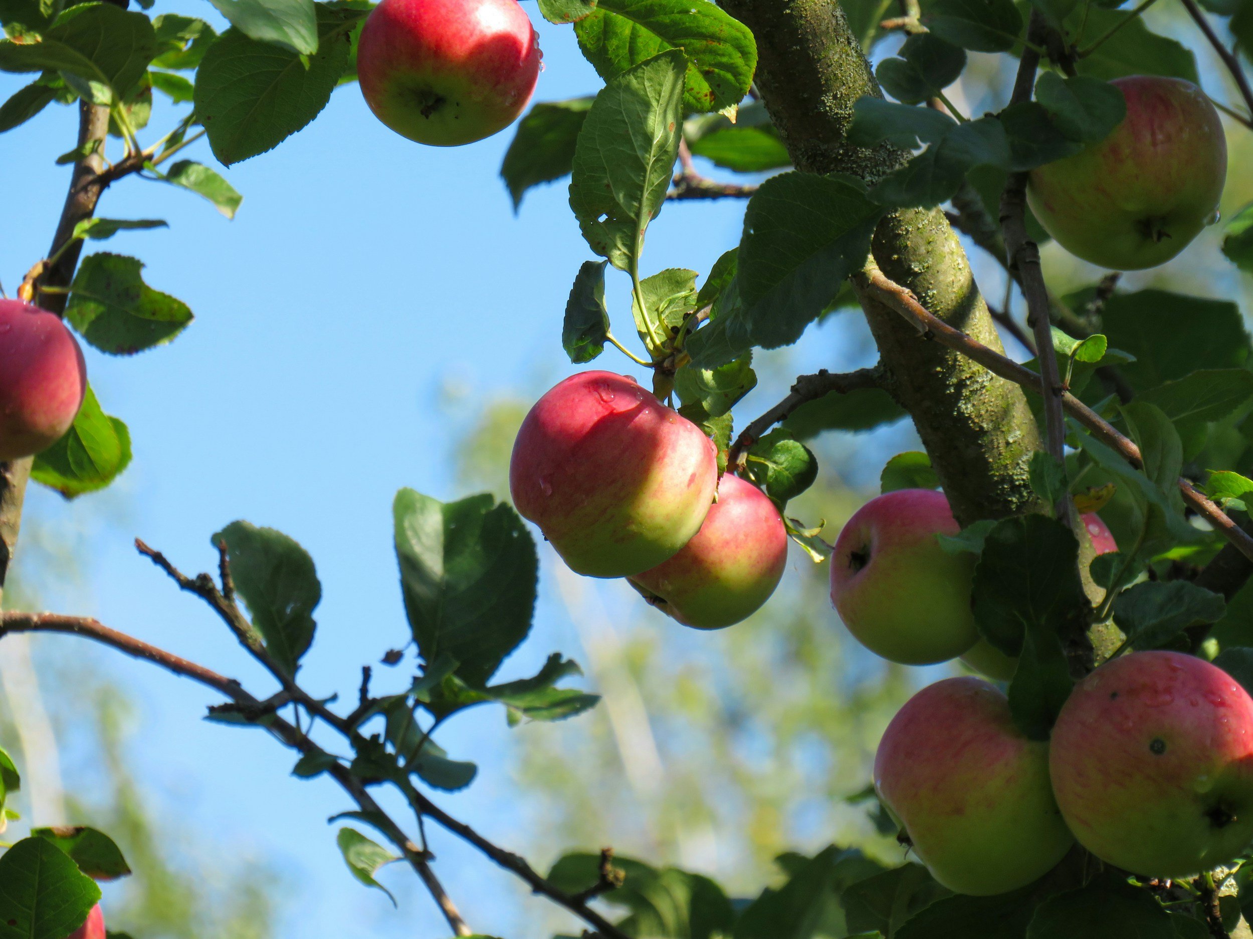 Äpfel wachsen an einem Baum, einige sind rot und einige grün, bei sonnigem Himmel im Hintergrund.