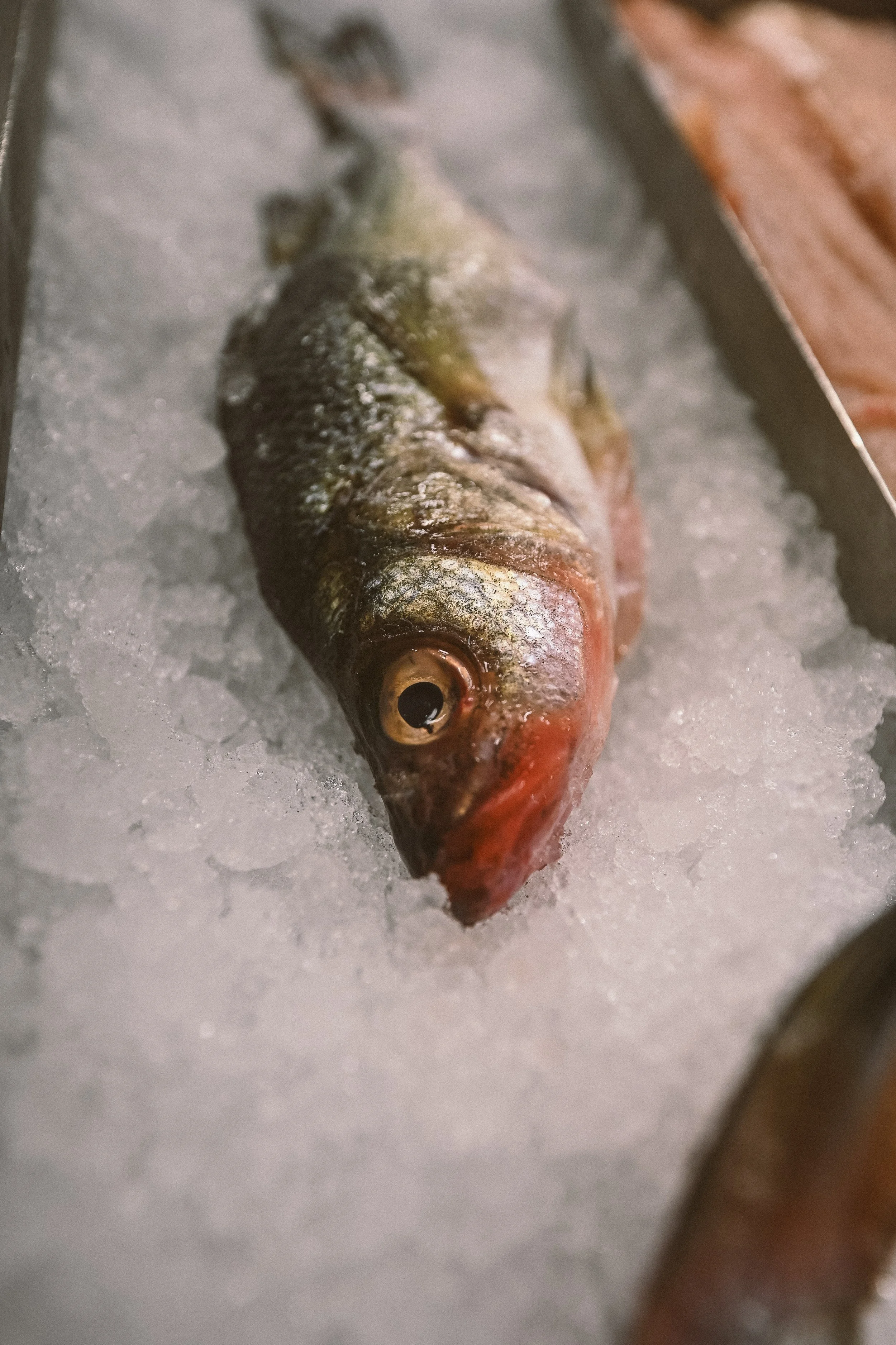 Fish