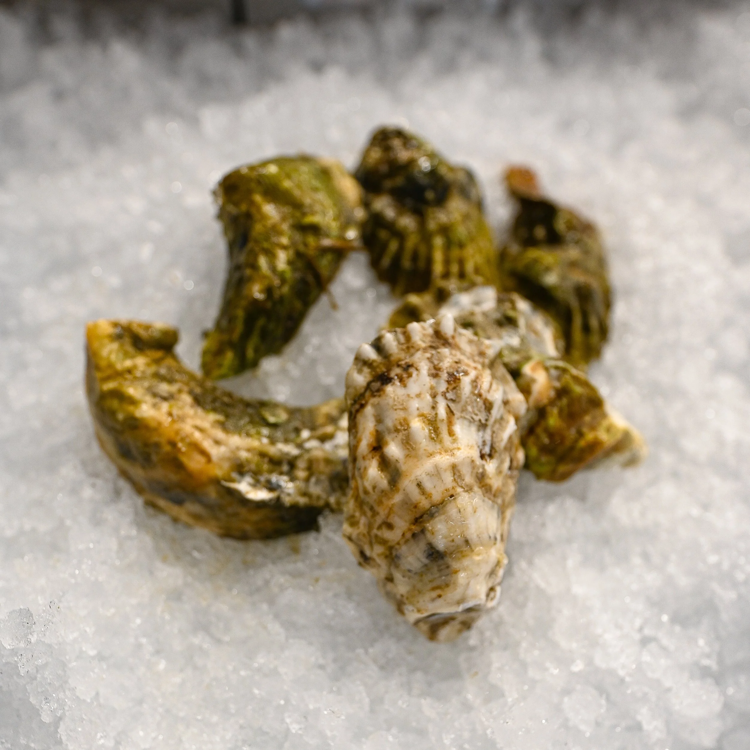 Mollusks