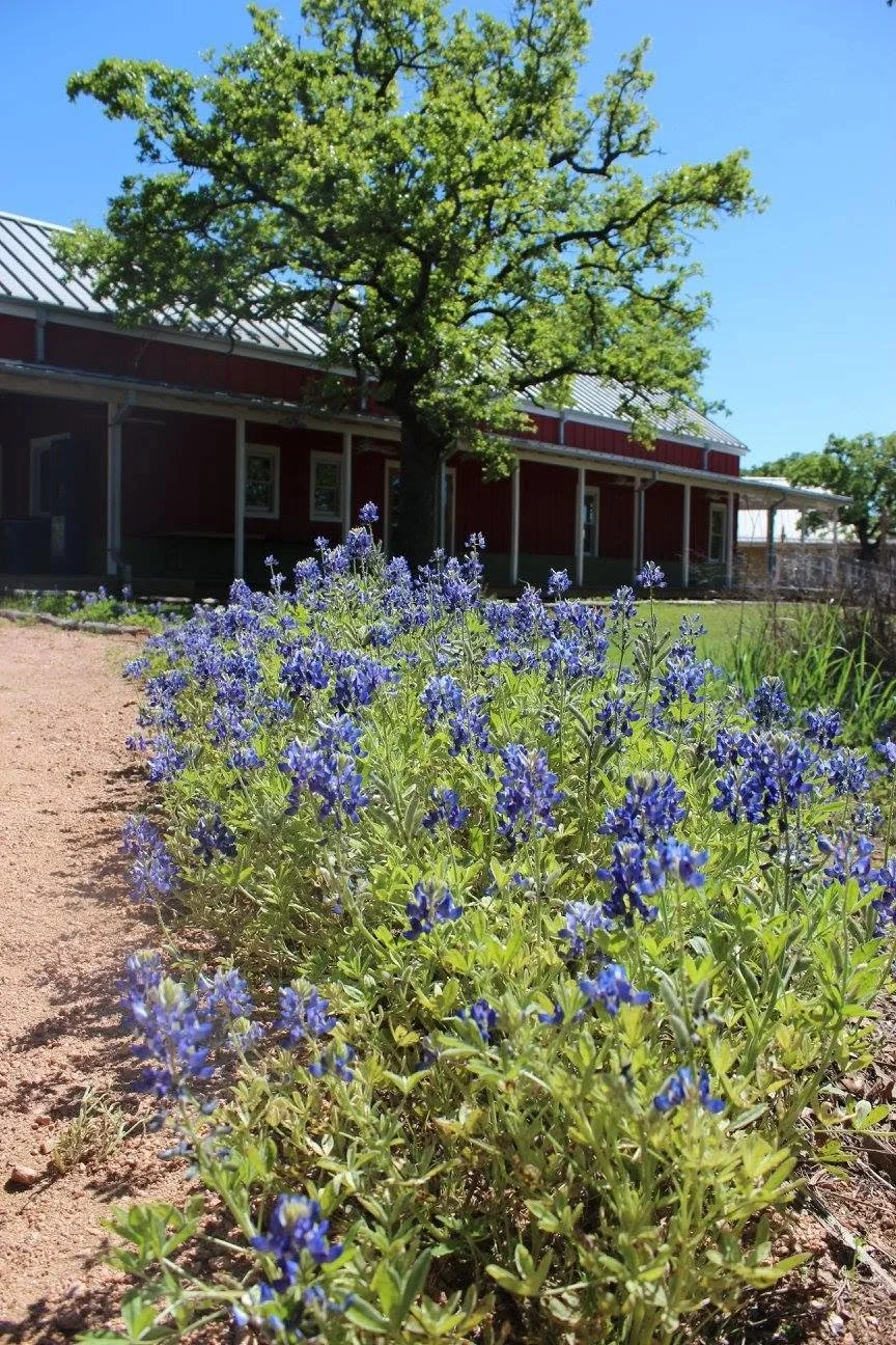 bluebonnet.jpg