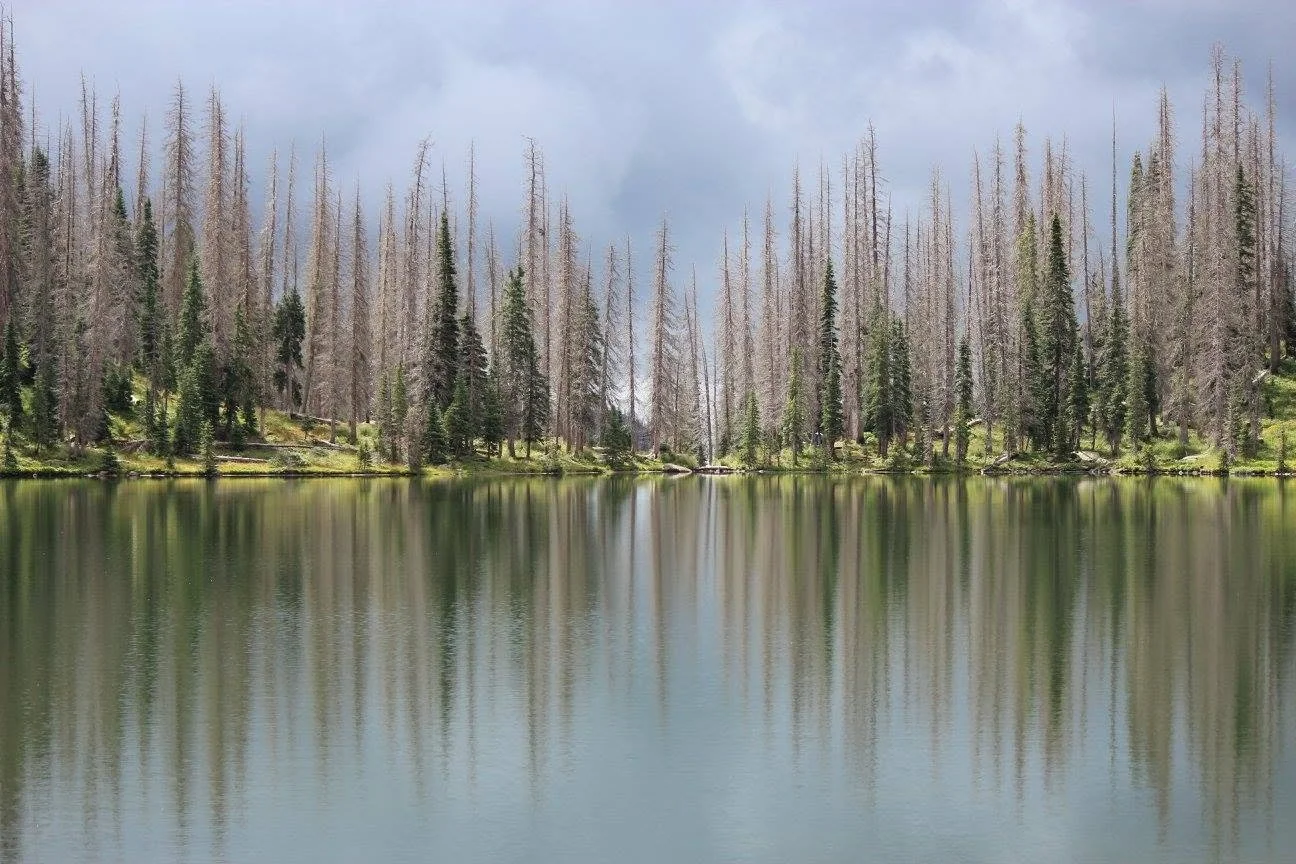lake trees.jpg