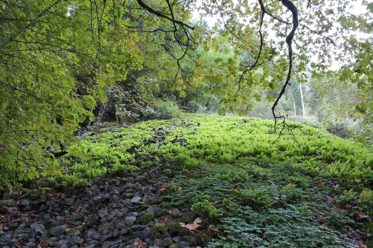 nature.jpg