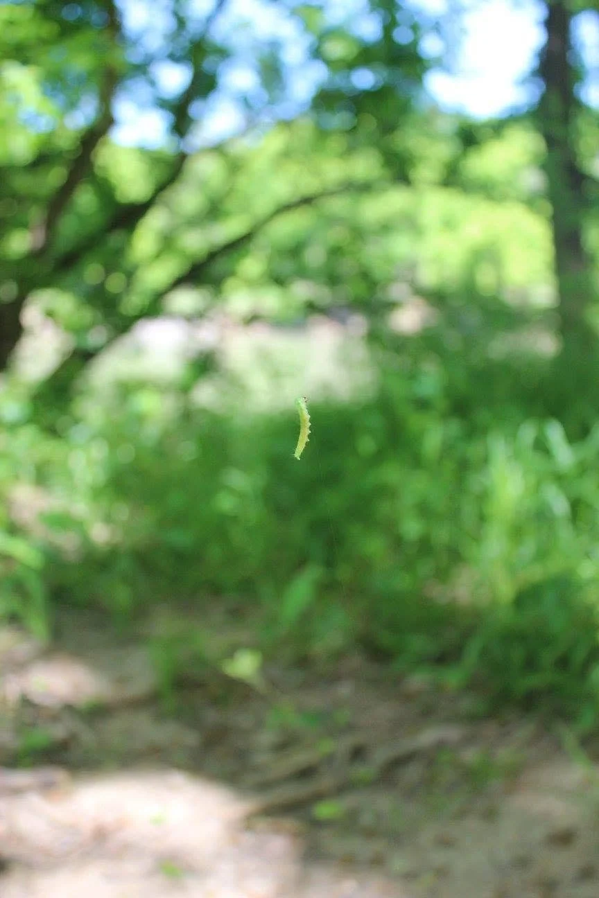worm.jpg