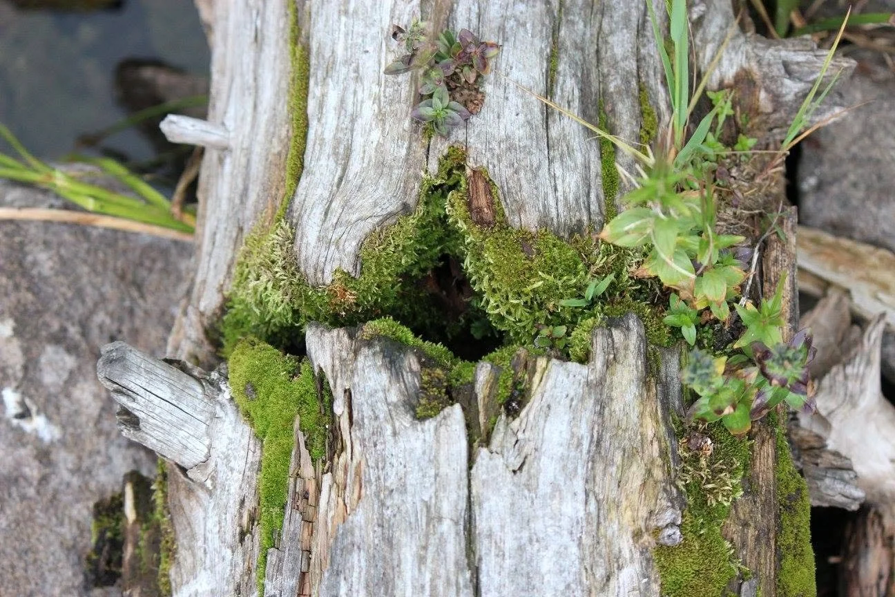 tree moss.jpg