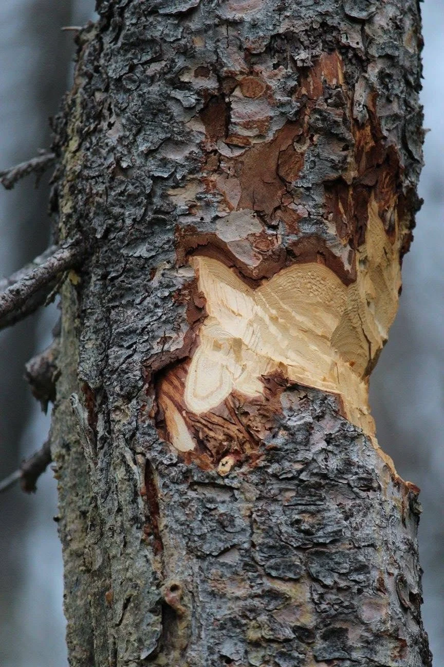 cut tree.jpg