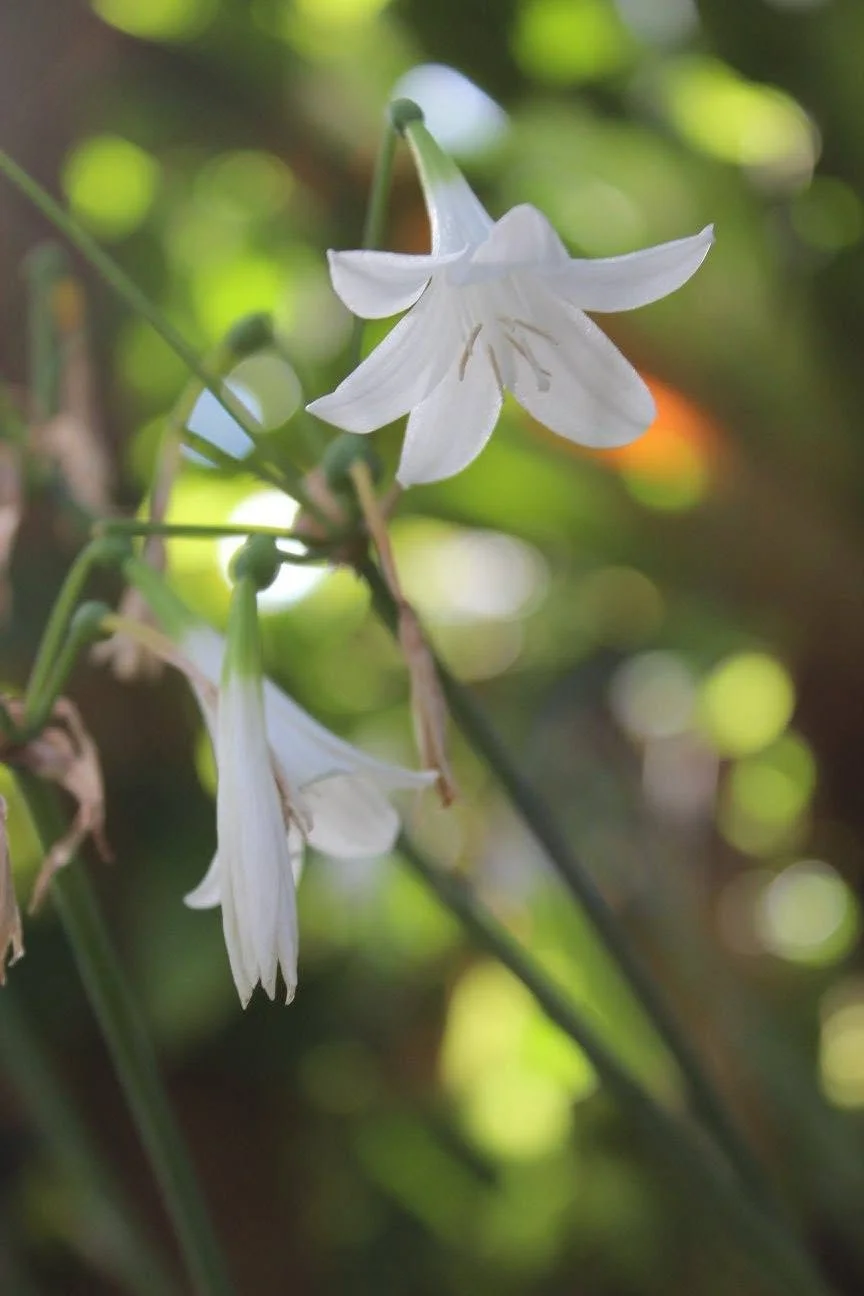 flower.jpg