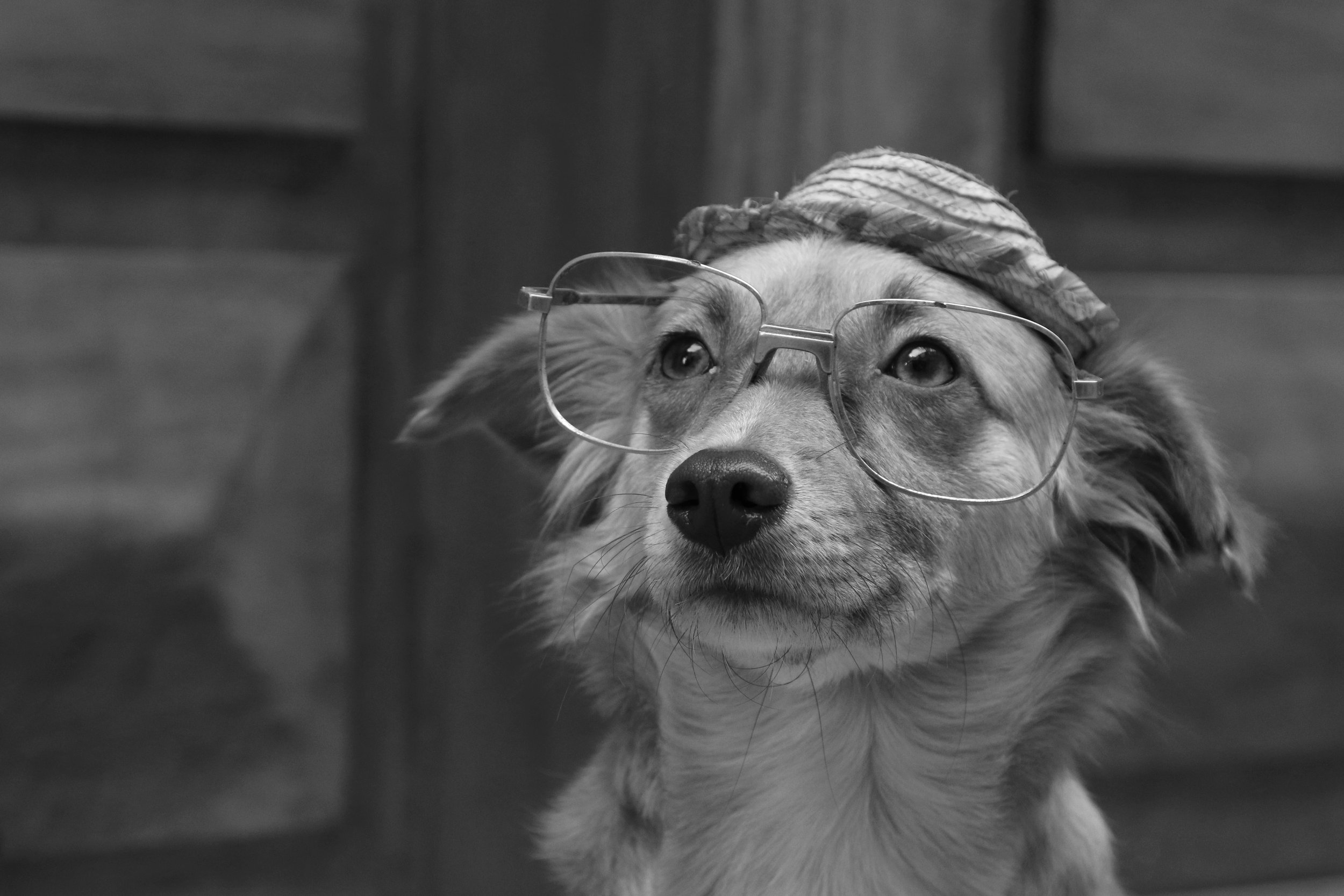 Dog_with_Glasses (2).jpg