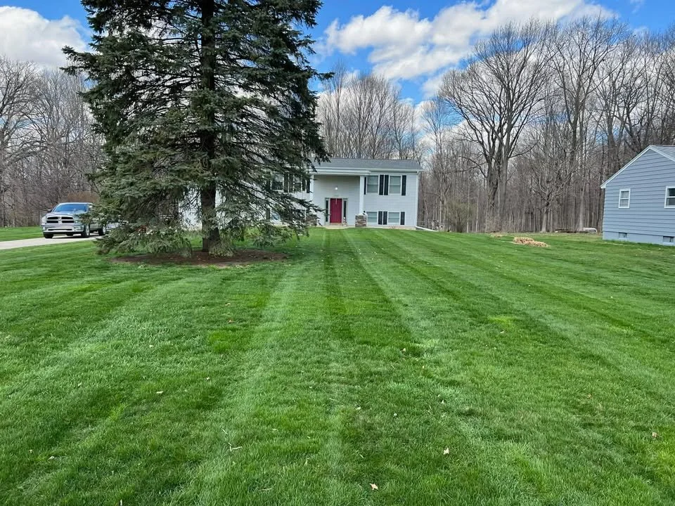 A large green lawn with fresh mowing lines in front of a white house with a red front door and a large pine tree to the left. There are leafless trees in the background and a blue sky with some clouds.