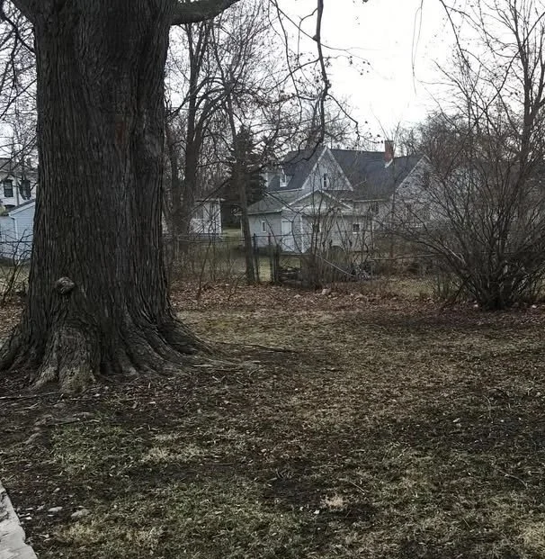 A backyard scene with a large tree, leafless bushes, and houses in the background on a cloudy day.