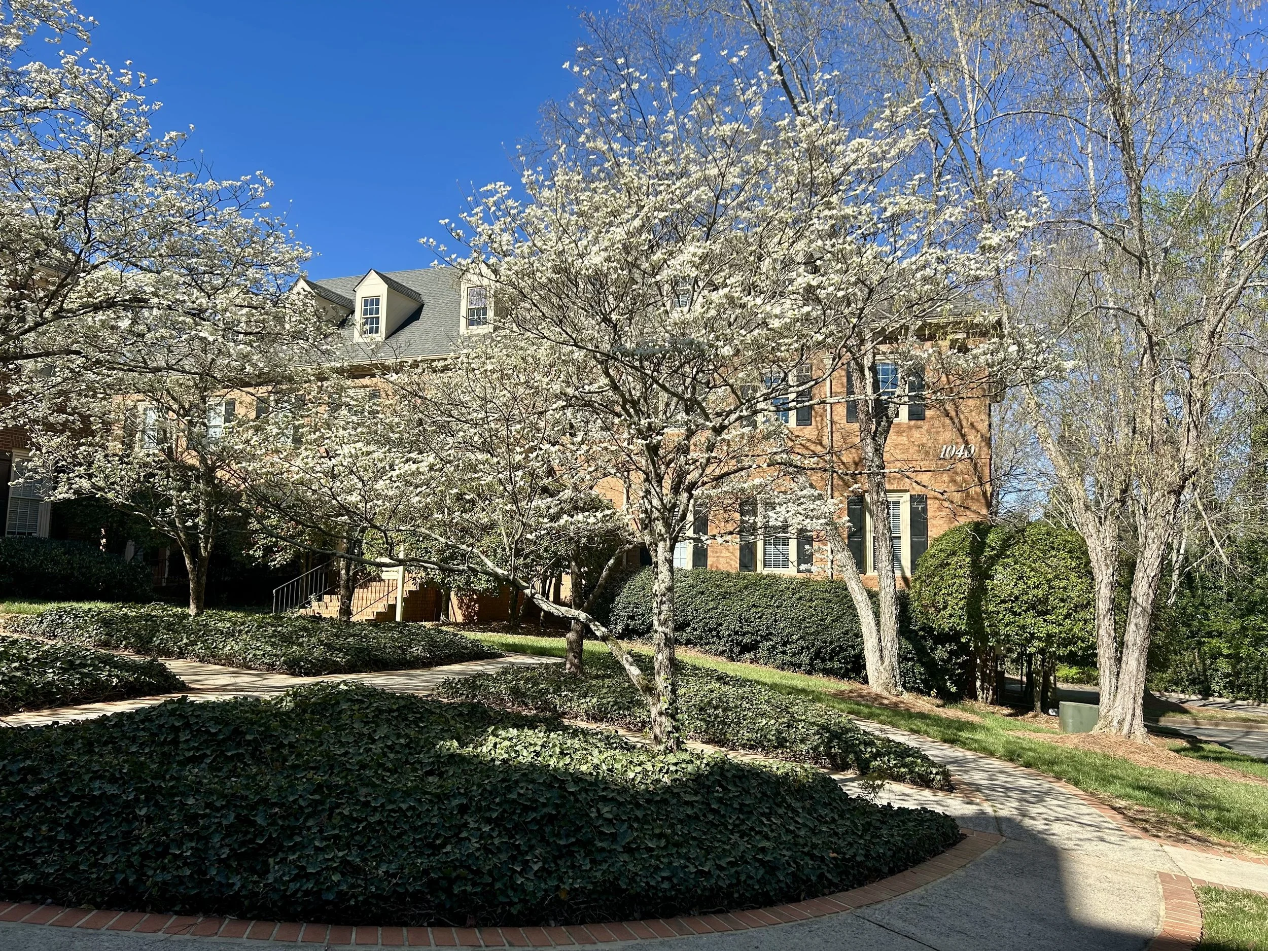 A residential building with brick walls partially visible behind several flowering trees with white blossoms, set in a landscaped yard with a pathway and neatly trimmed bushes.