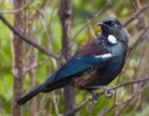 Tui.jpg