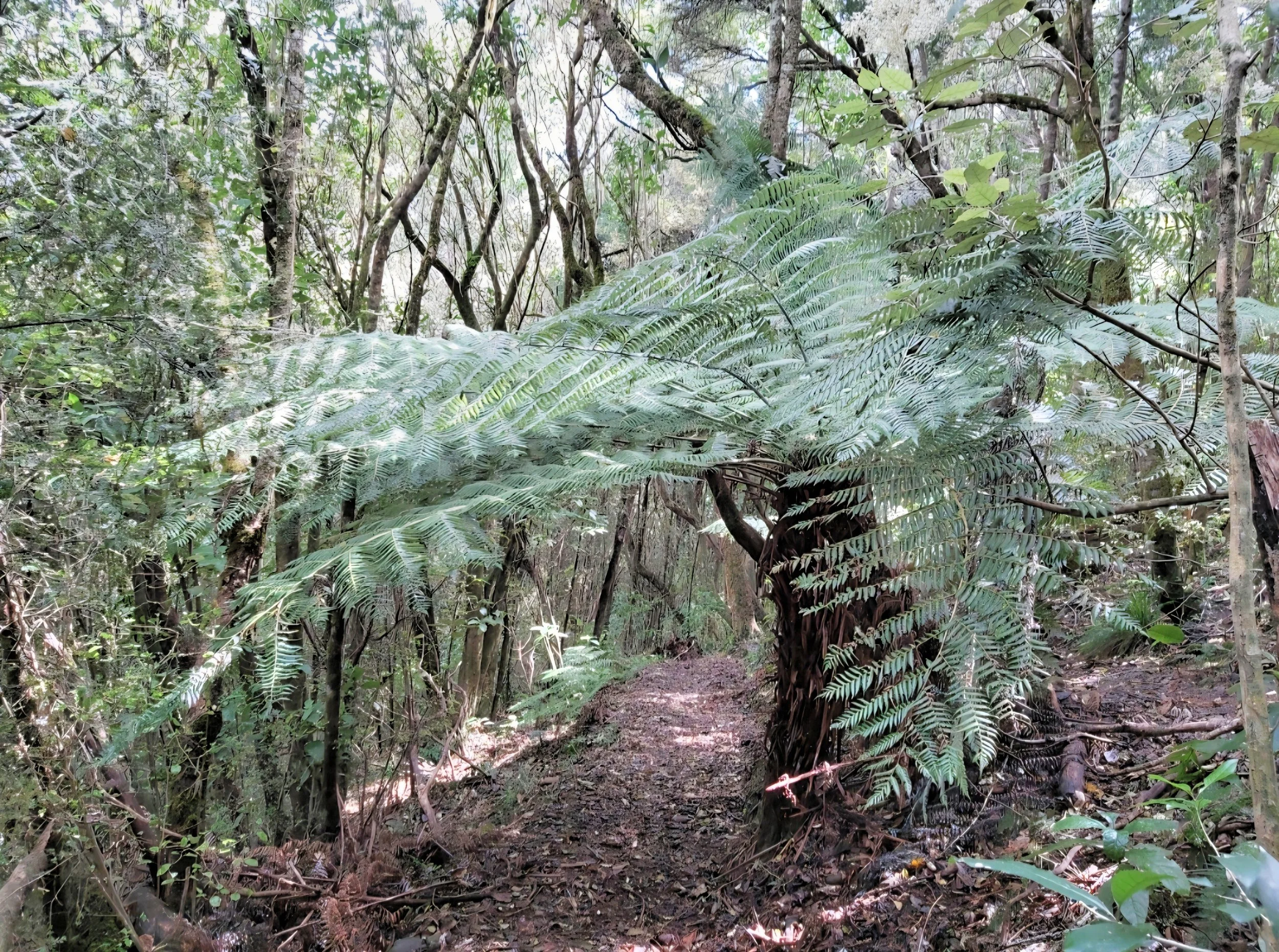 Finding Wellbeing in the Bush