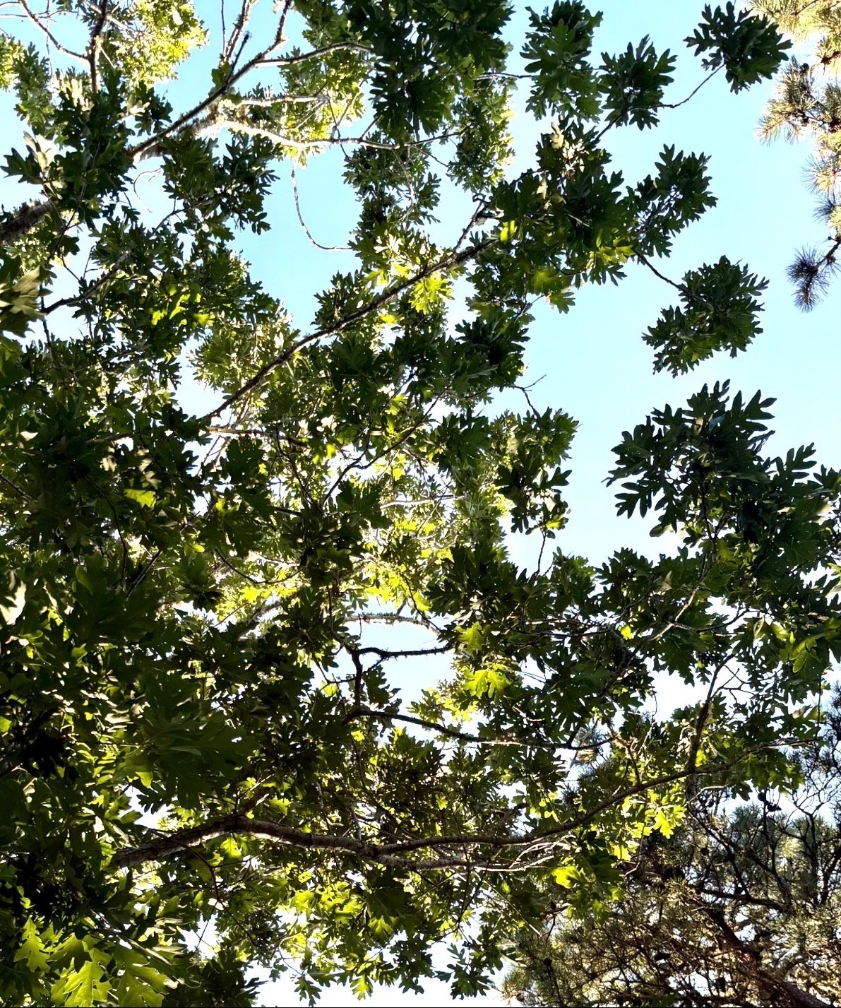 IMG_5027.jpeg