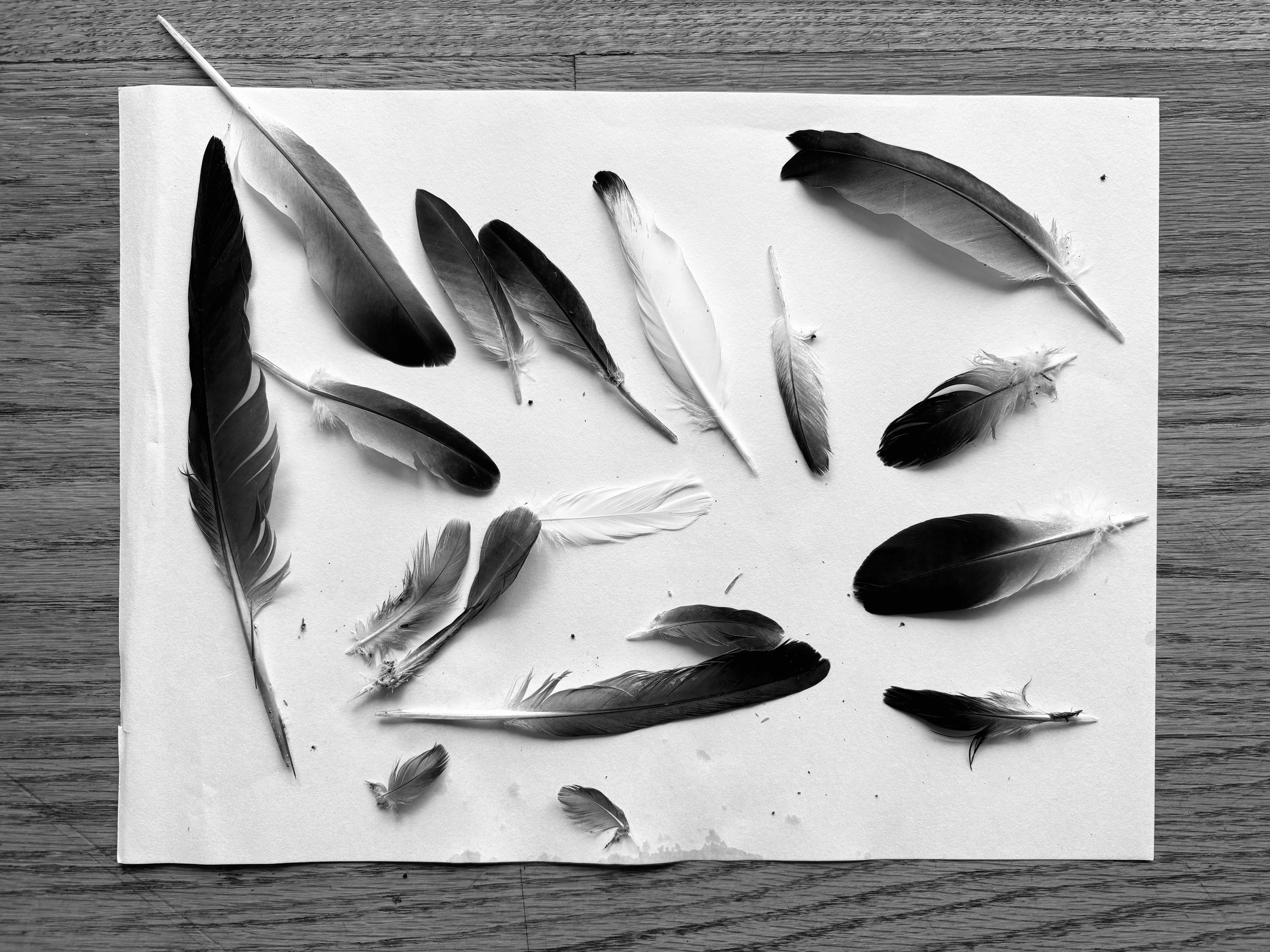 Feathers collected from the street laid out to dry after cleaning, prepared for embroidery in the Adaptress garment