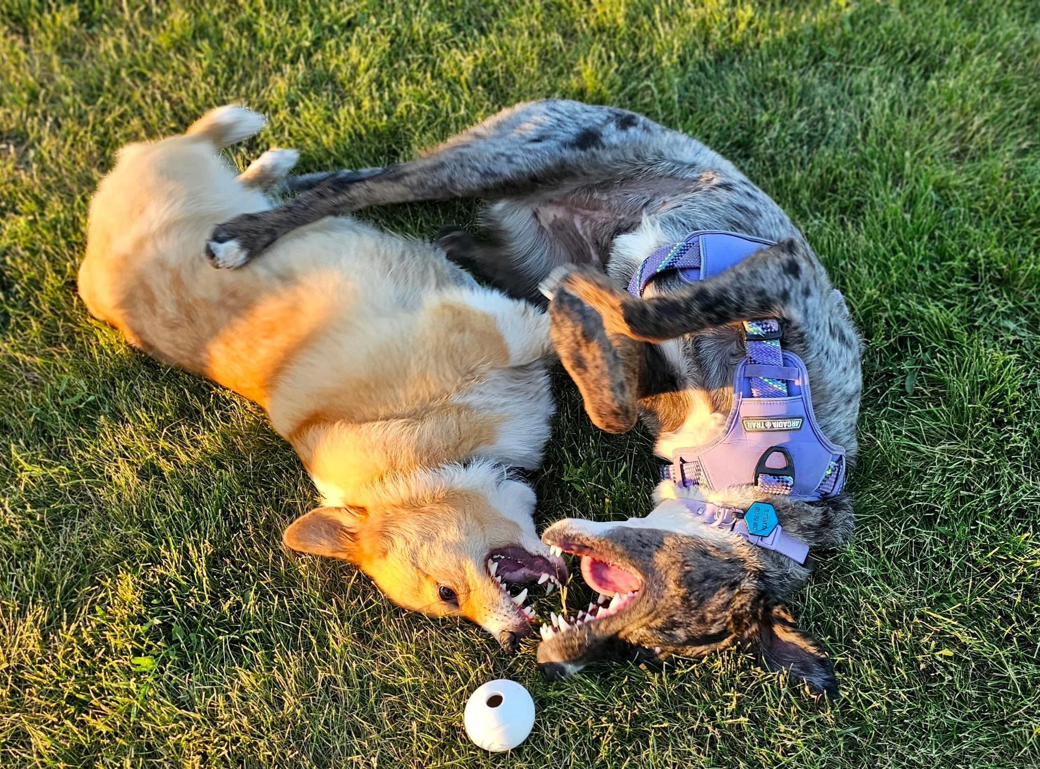 A corgi and a mixed breed dog play in the grass with a ball next to them.