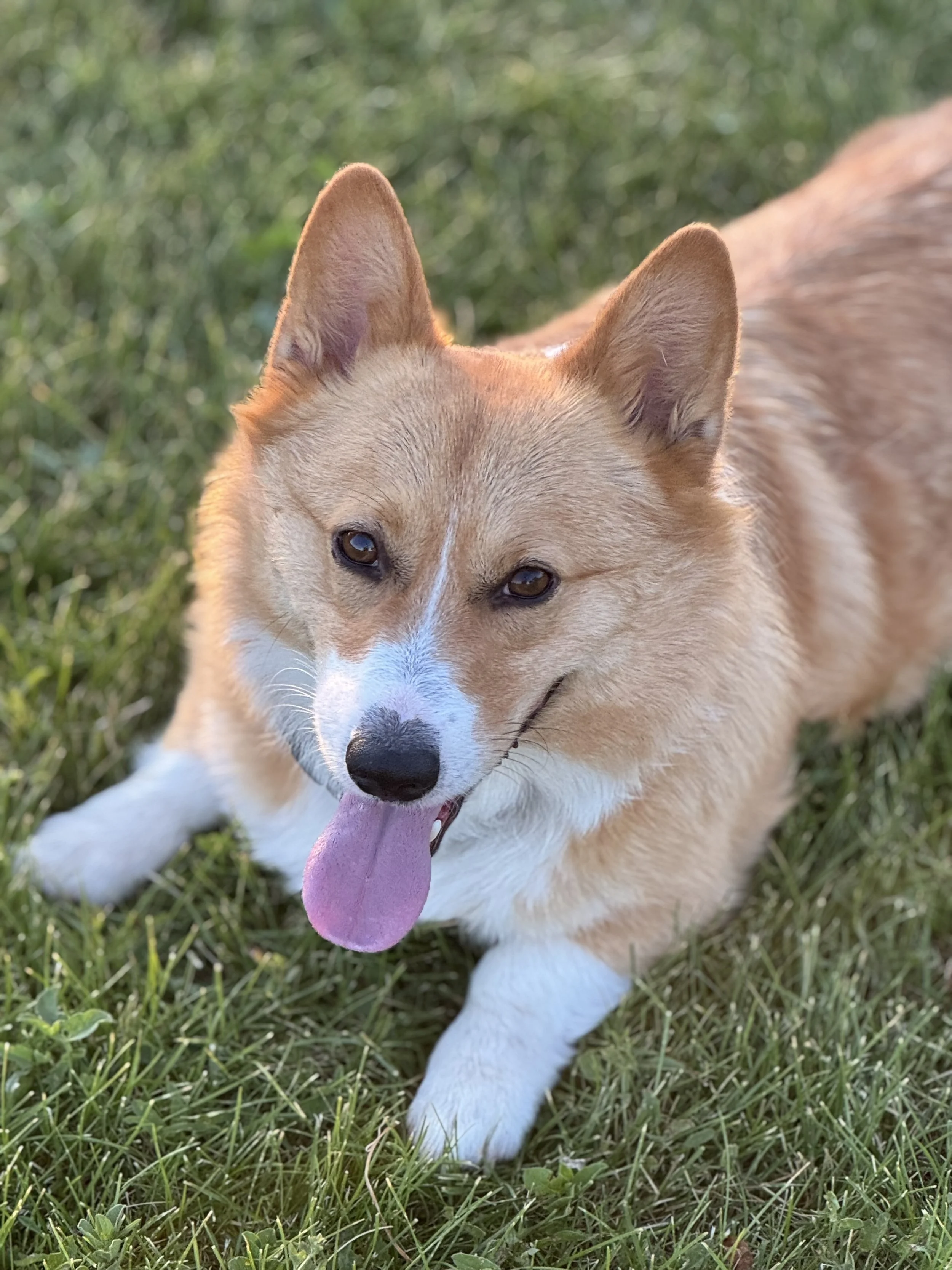 A tan and white dog lying on green grass, tongue out and ears perked up.