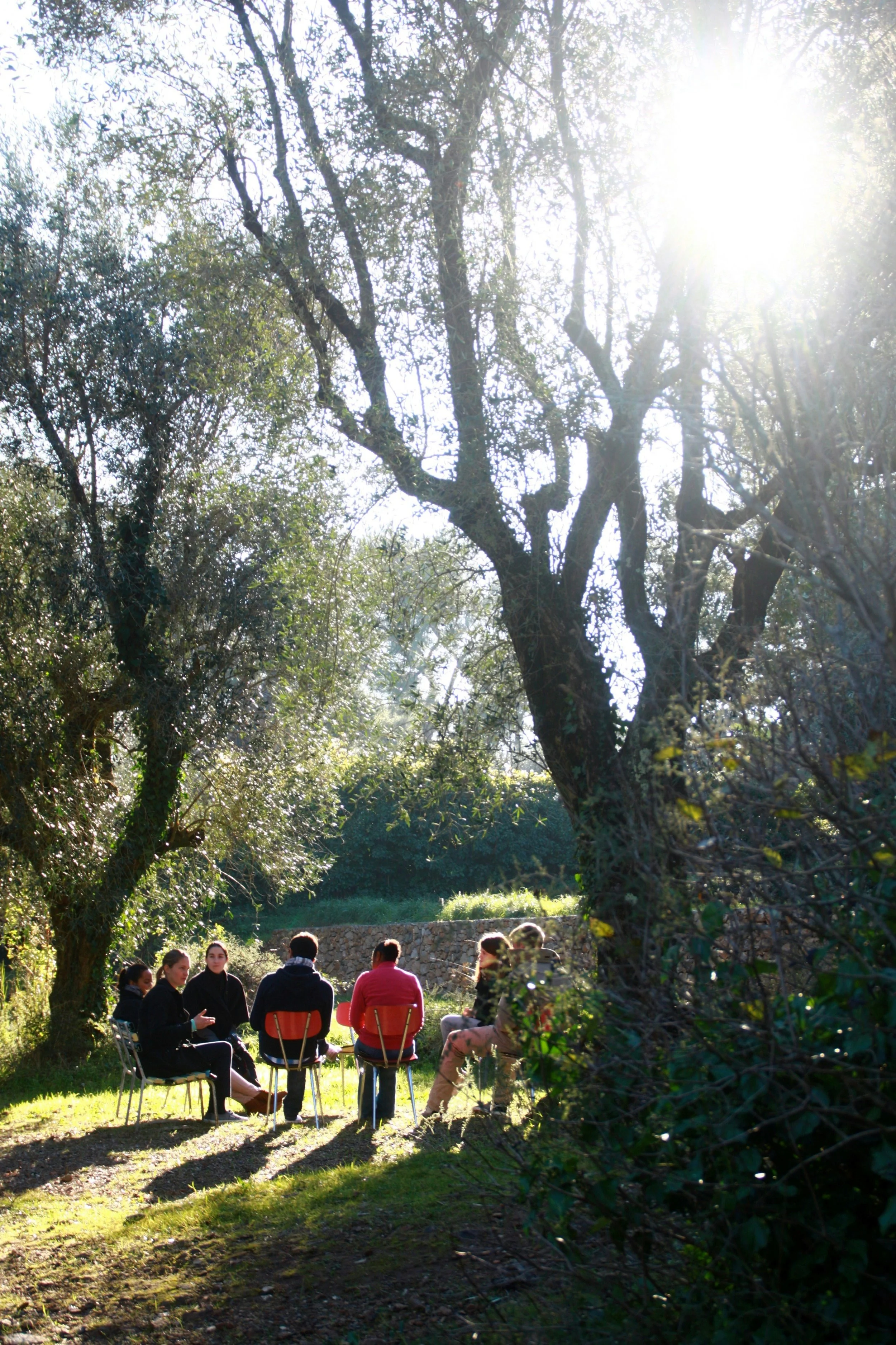 Group of people sitting in a circle outdoors under trees, enjoying a sunny day in a natural setting.