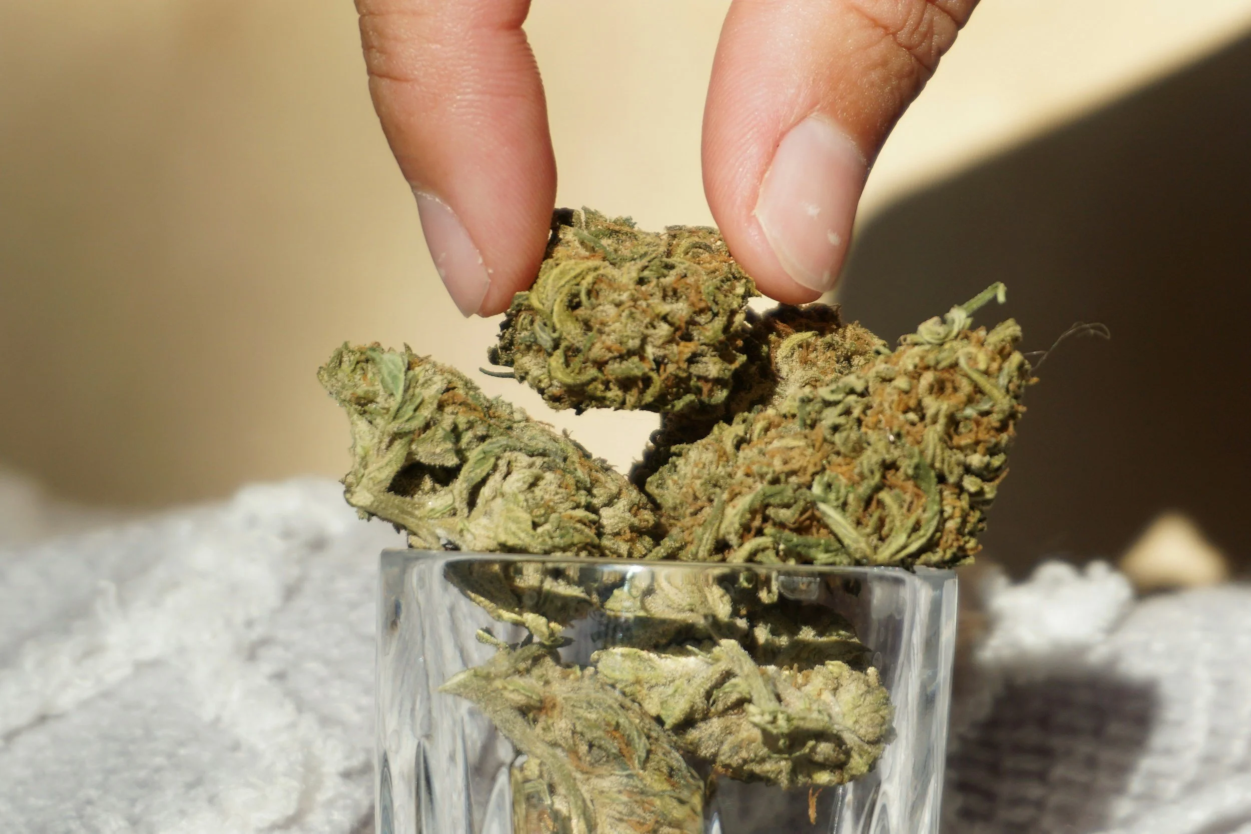Close-up of several cannabis buds in a glass container on a white surface.