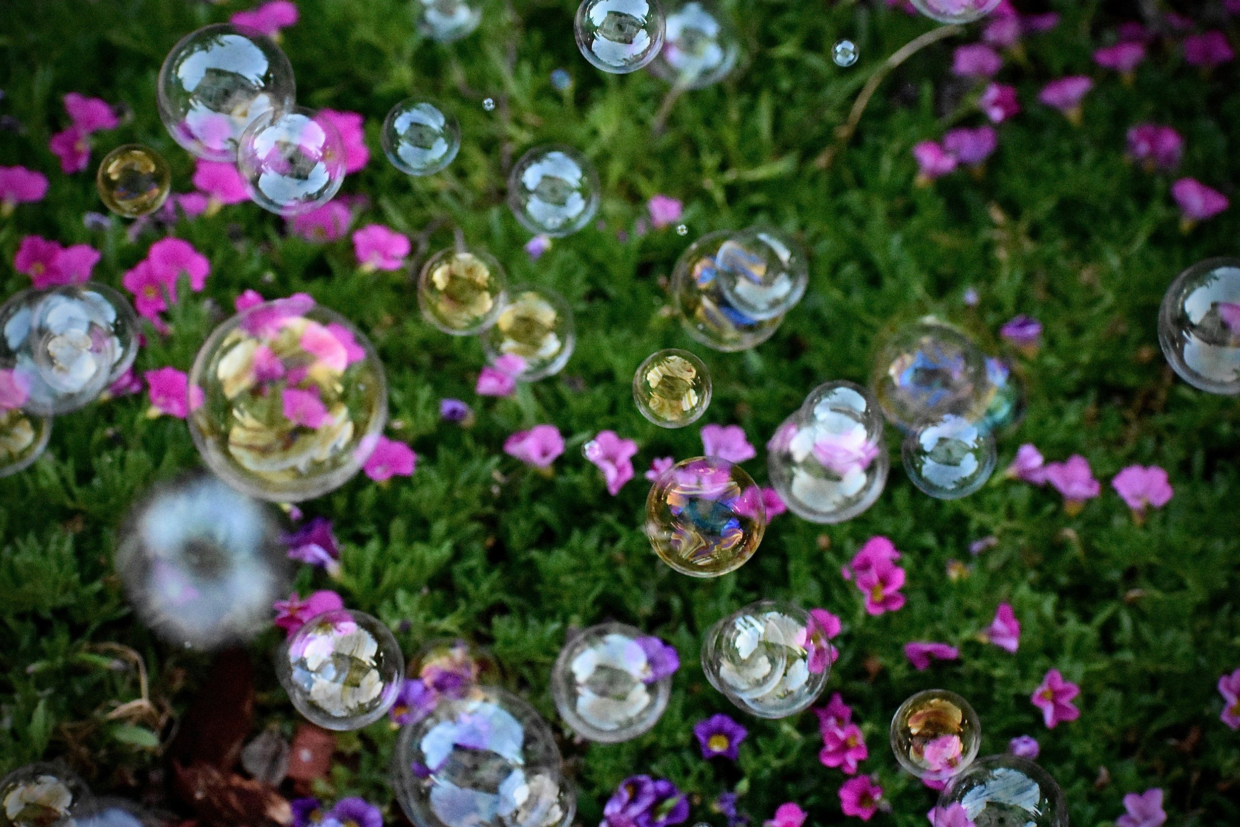 Shooting soap bubbles floating over pink and purple flowers on green grass.