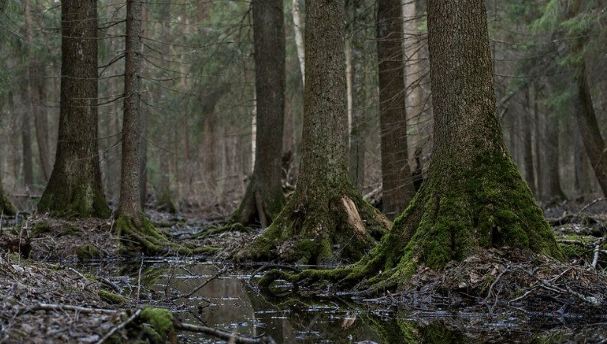 In search of grey gold - pilot project