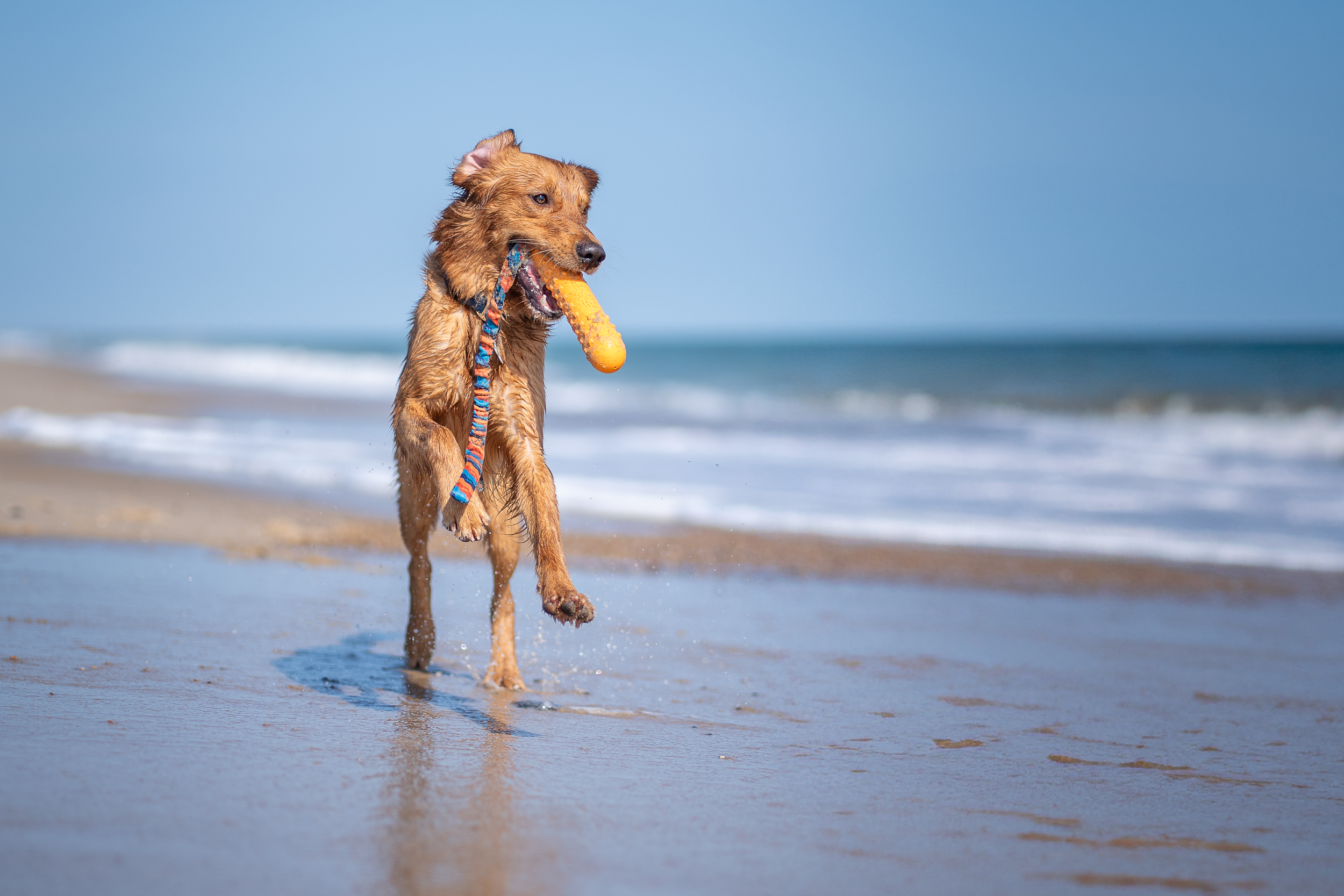 beach_rubin.png