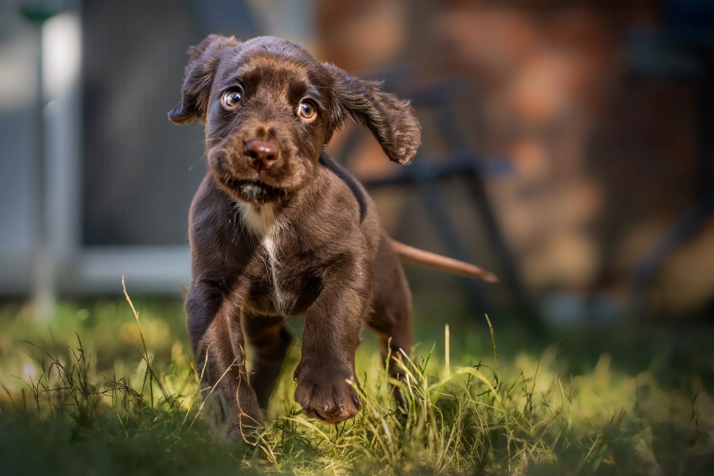 puppy_alby.jpg