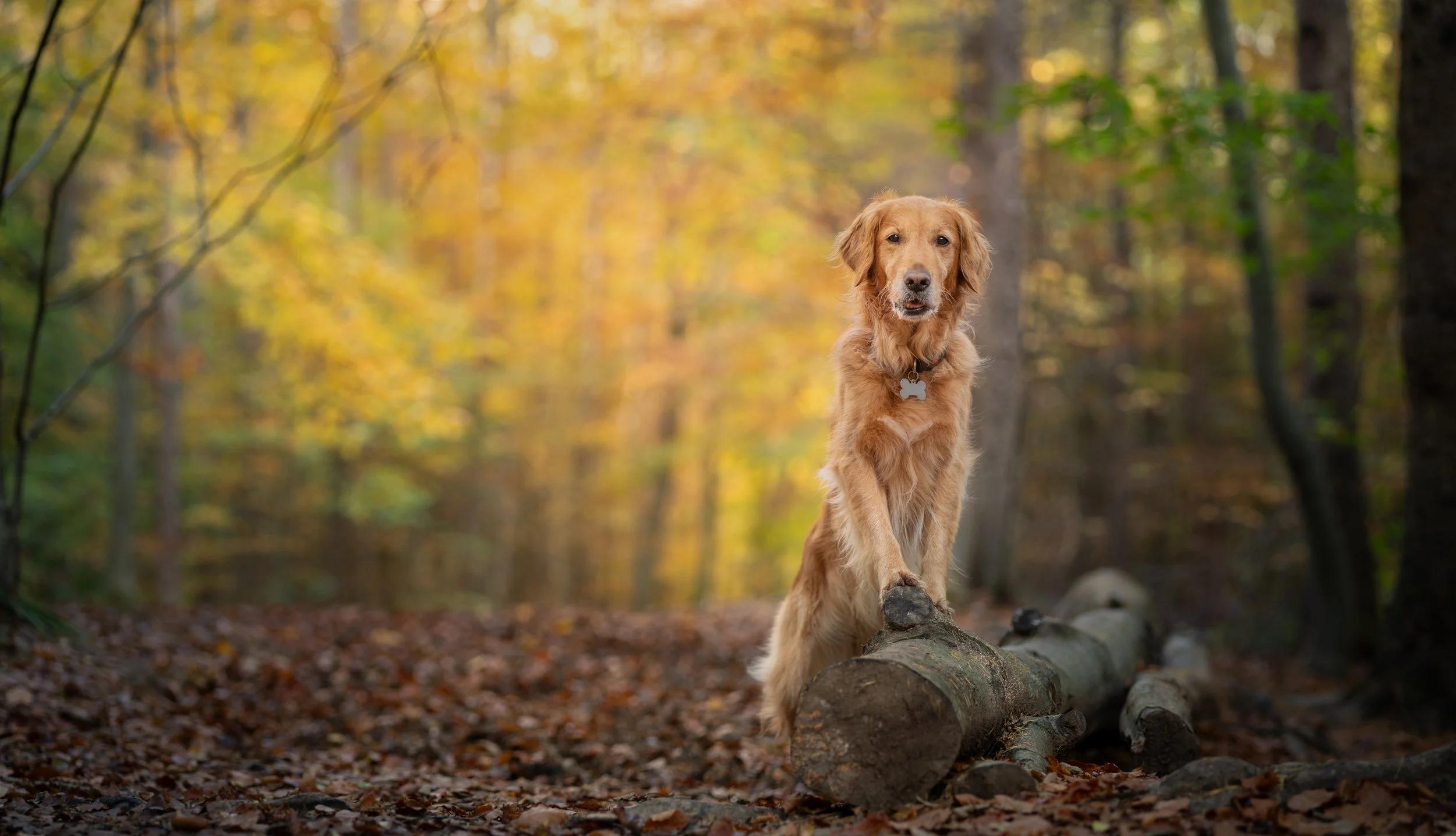 woodland_emmy.jpg