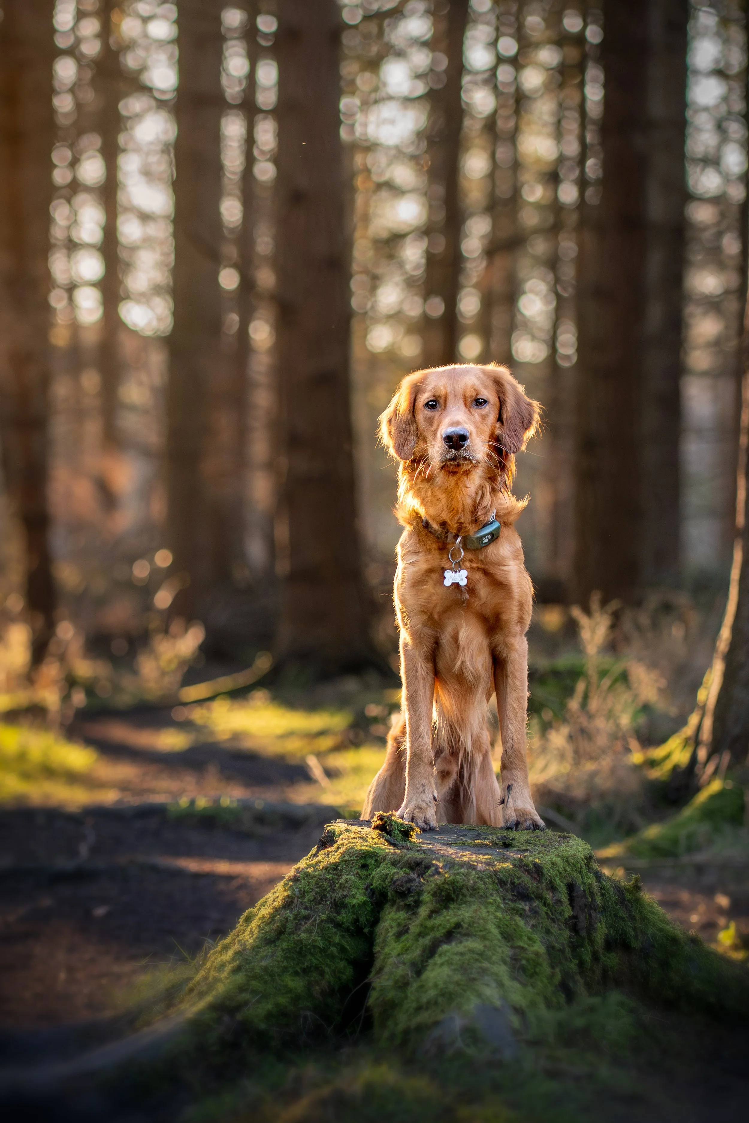 woodland_golden_rubin.jpg