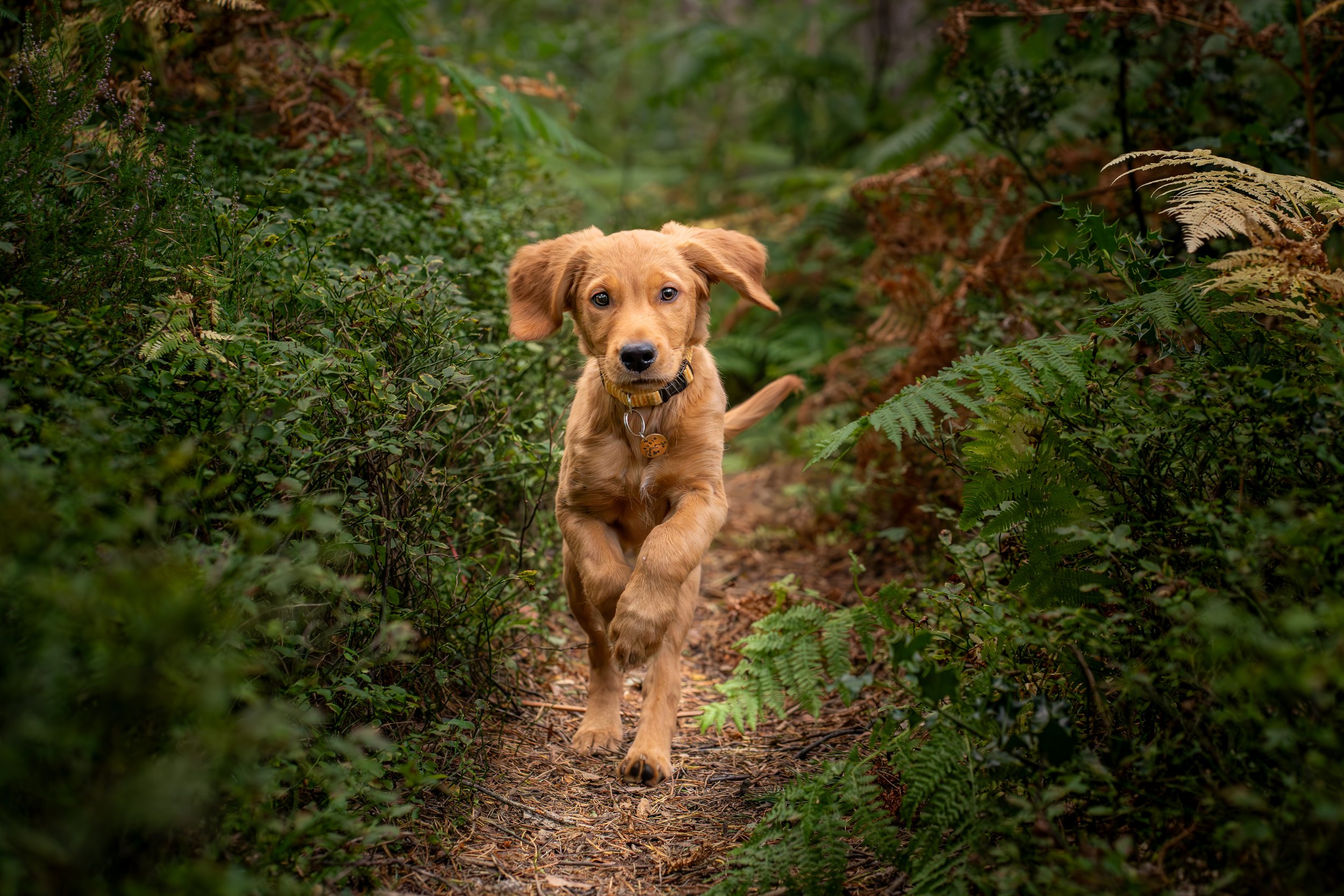 puppy_action_rubin.jpg