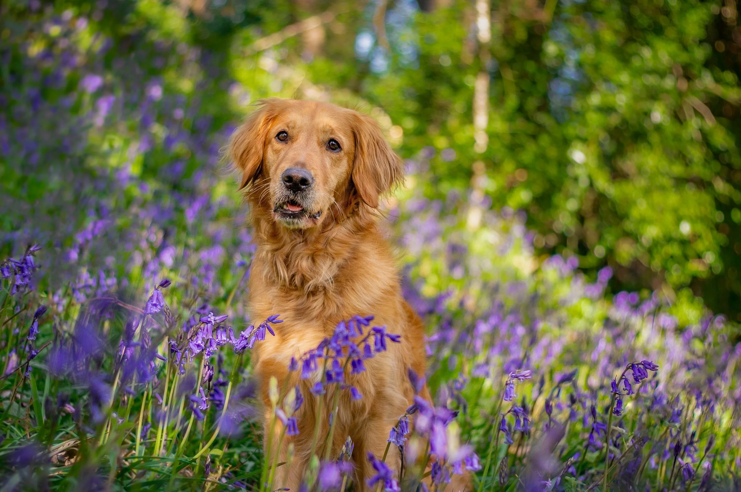 bluebells_emmy_2.jpg
