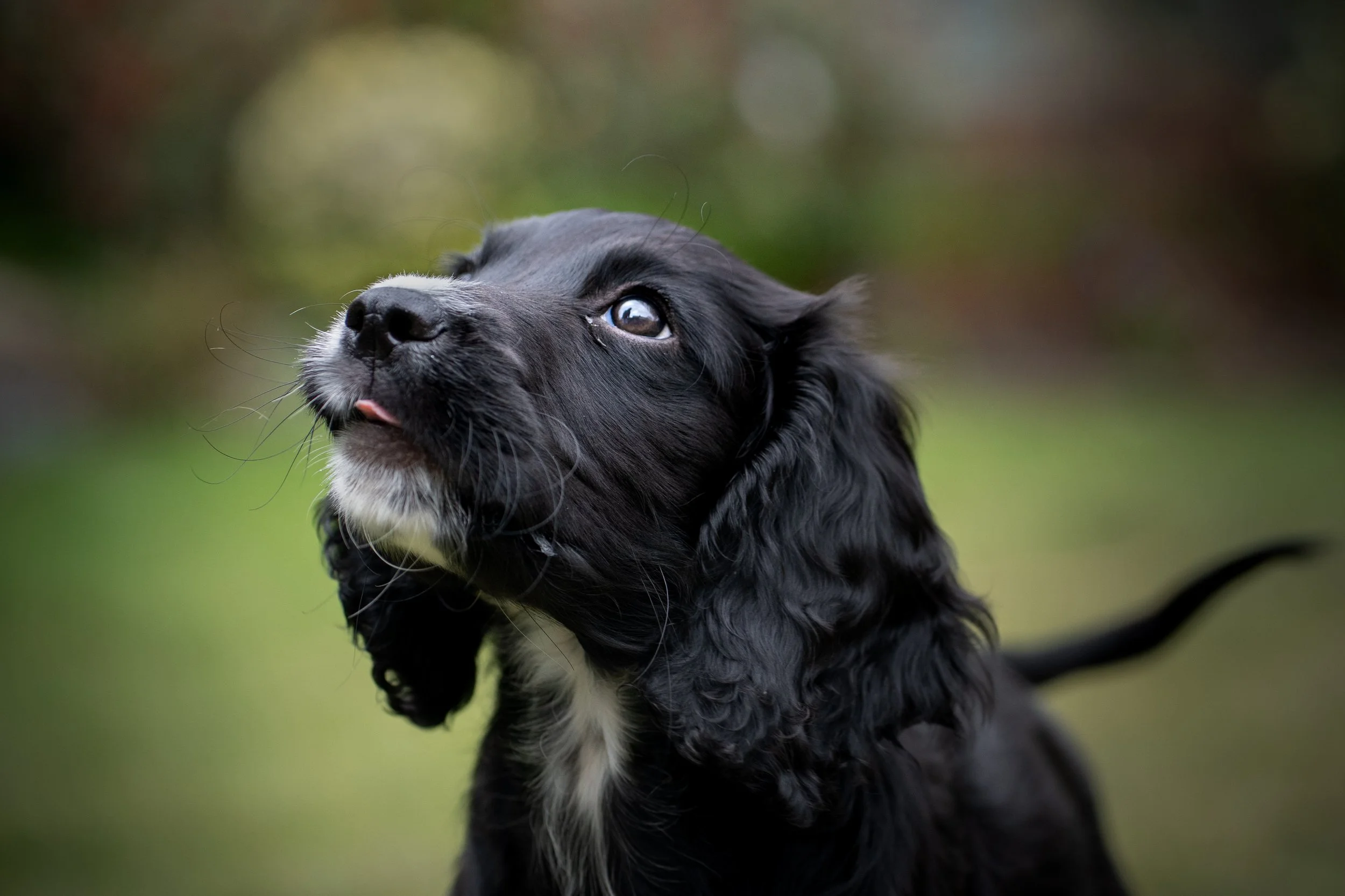 puppy_alfie.jpg