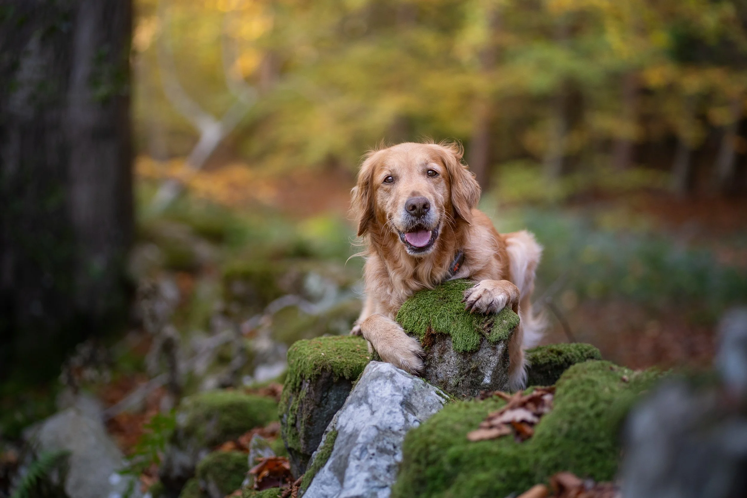 woodland_golden_emmy_2.jpg