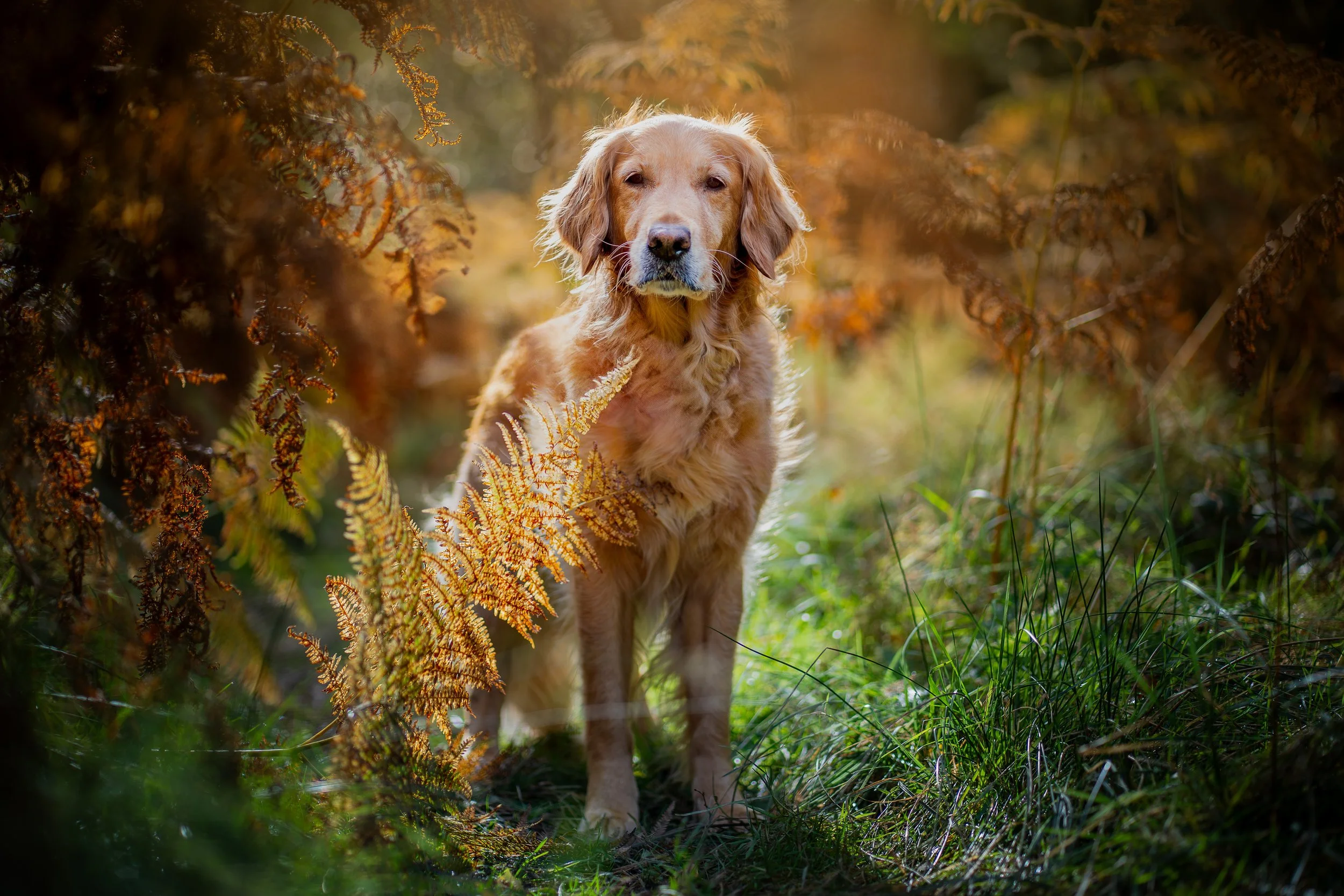 woodland_golden_emmy.jpg